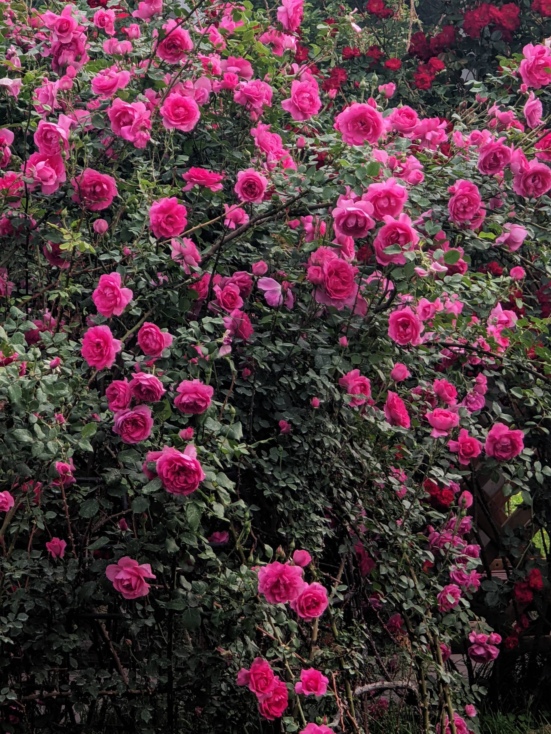 陶然亭赏花_4