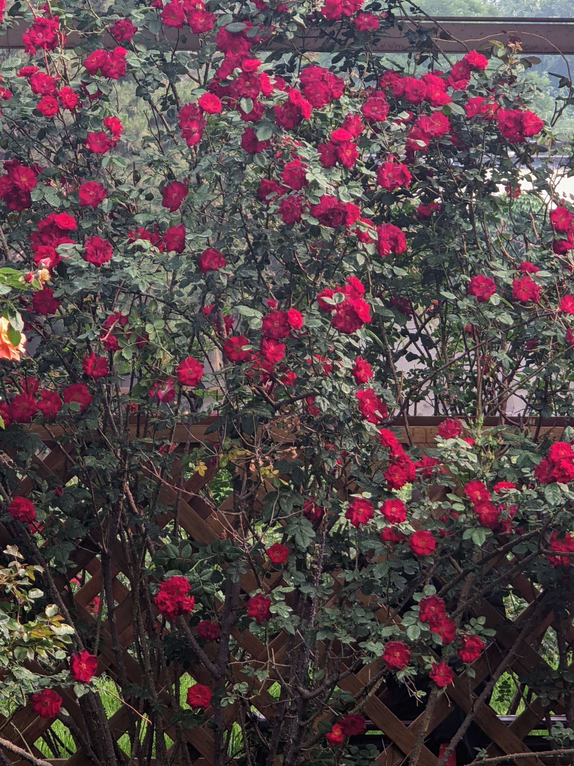 陶然亭赏花_2