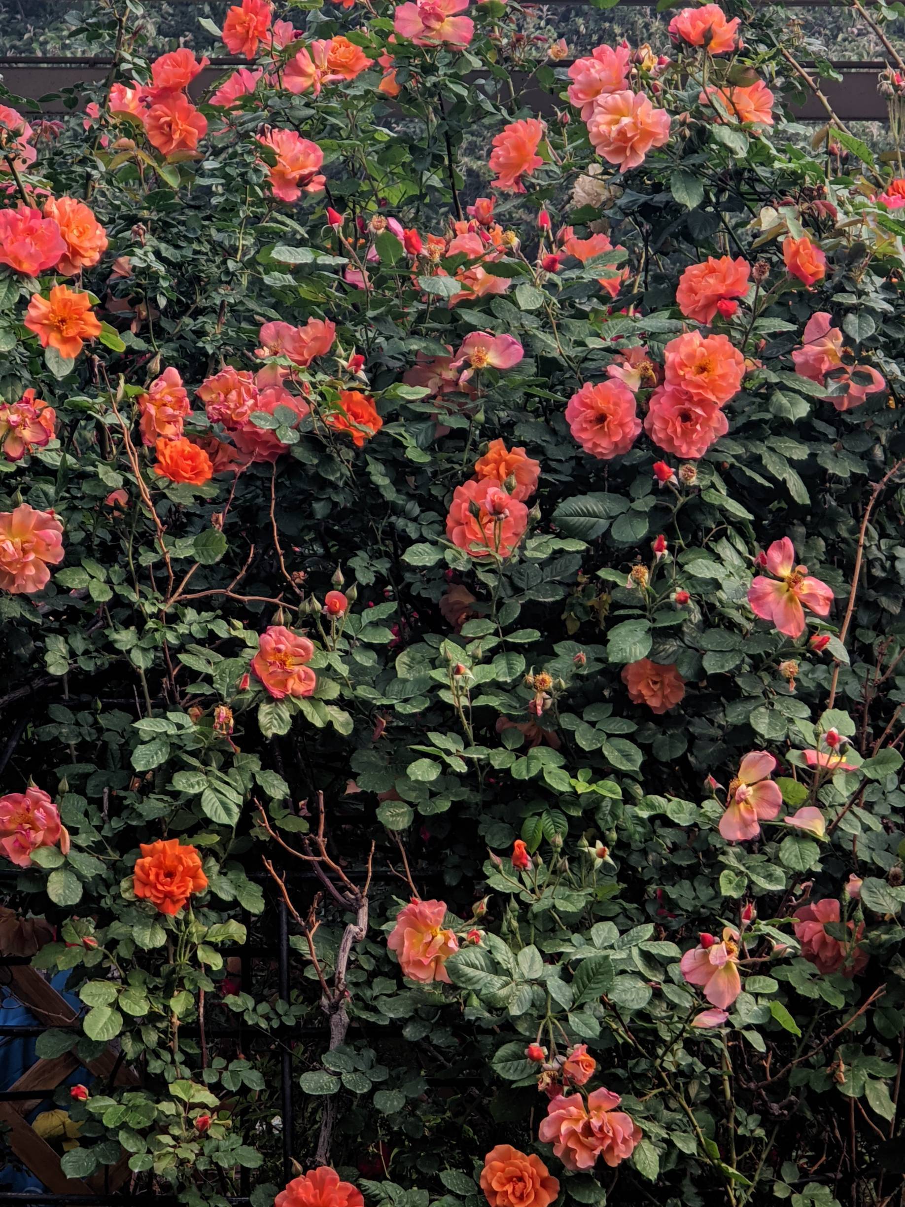 陶然亭赏花_3