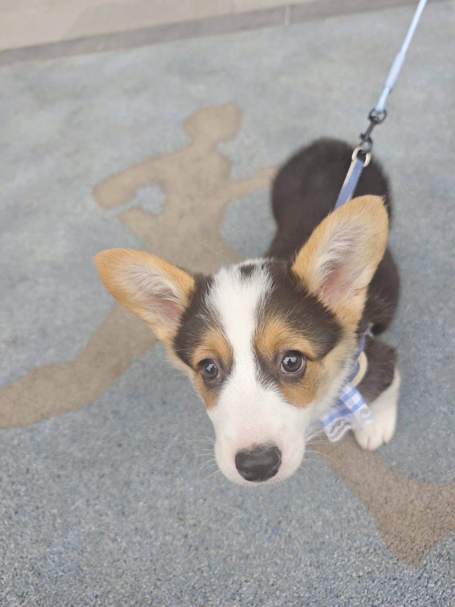 可爱狗纸 班味儿打卡 _1