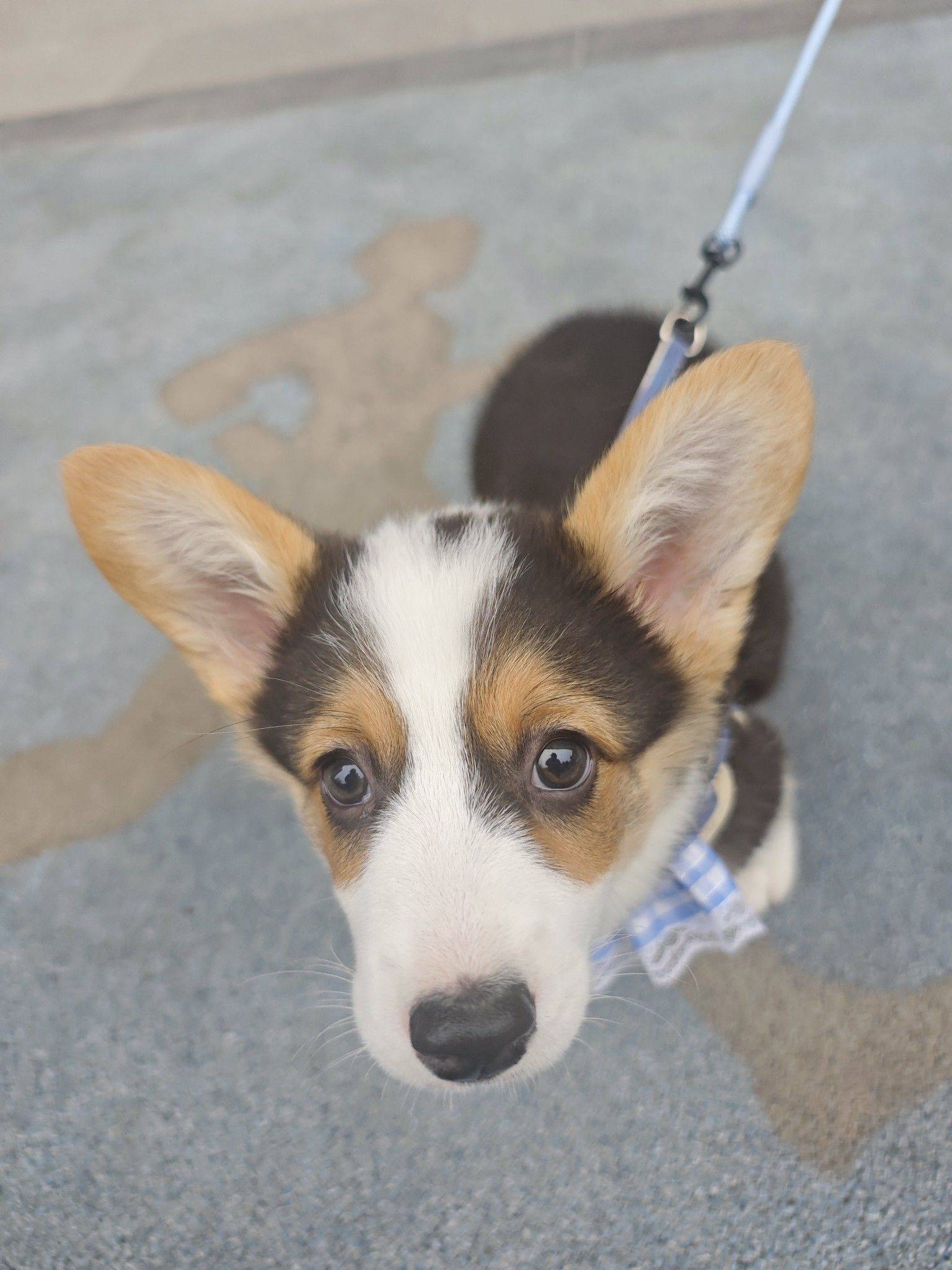 可爱狗纸 班味儿打卡 _2