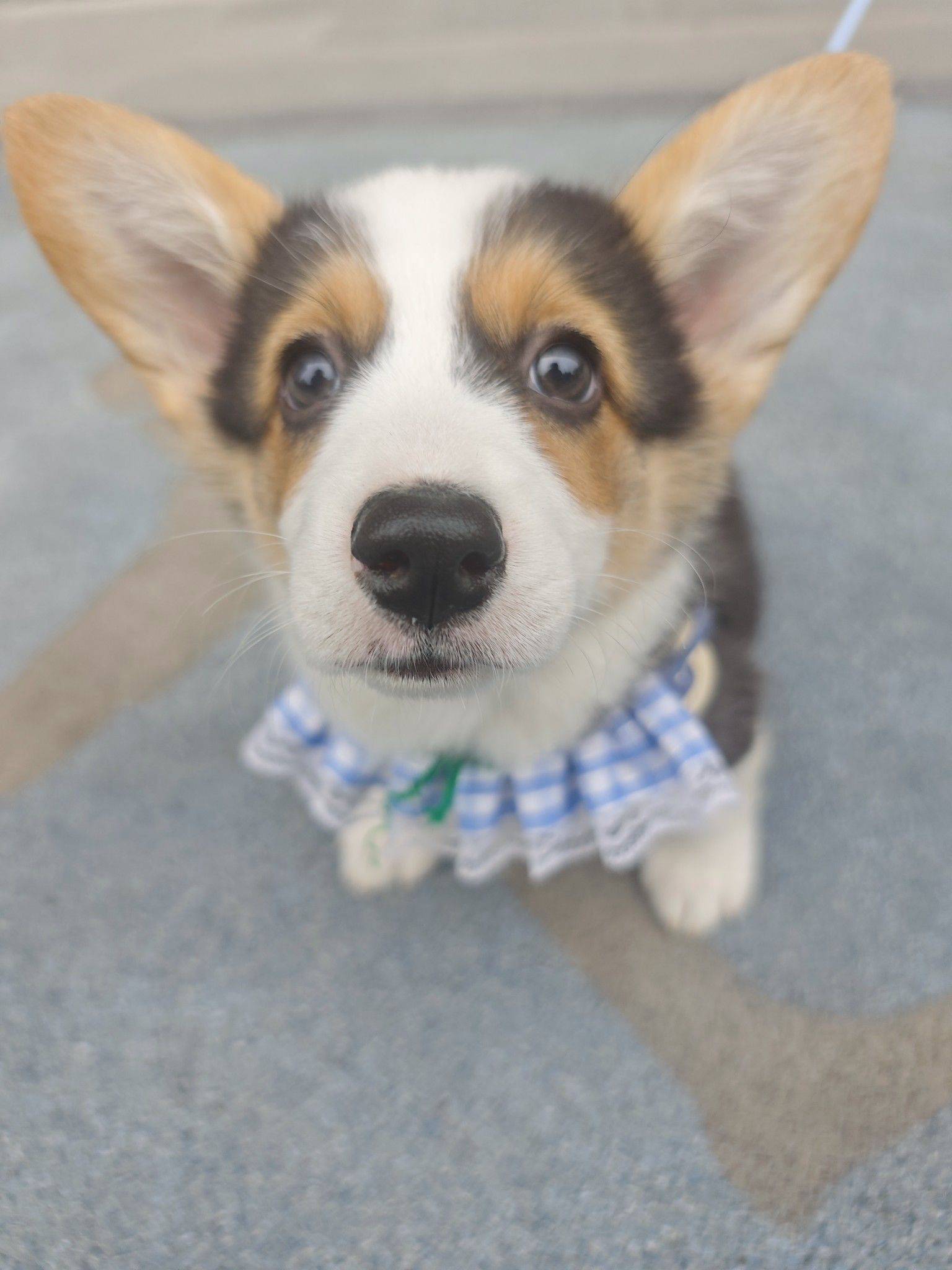 可爱狗纸 班味儿打卡 _0