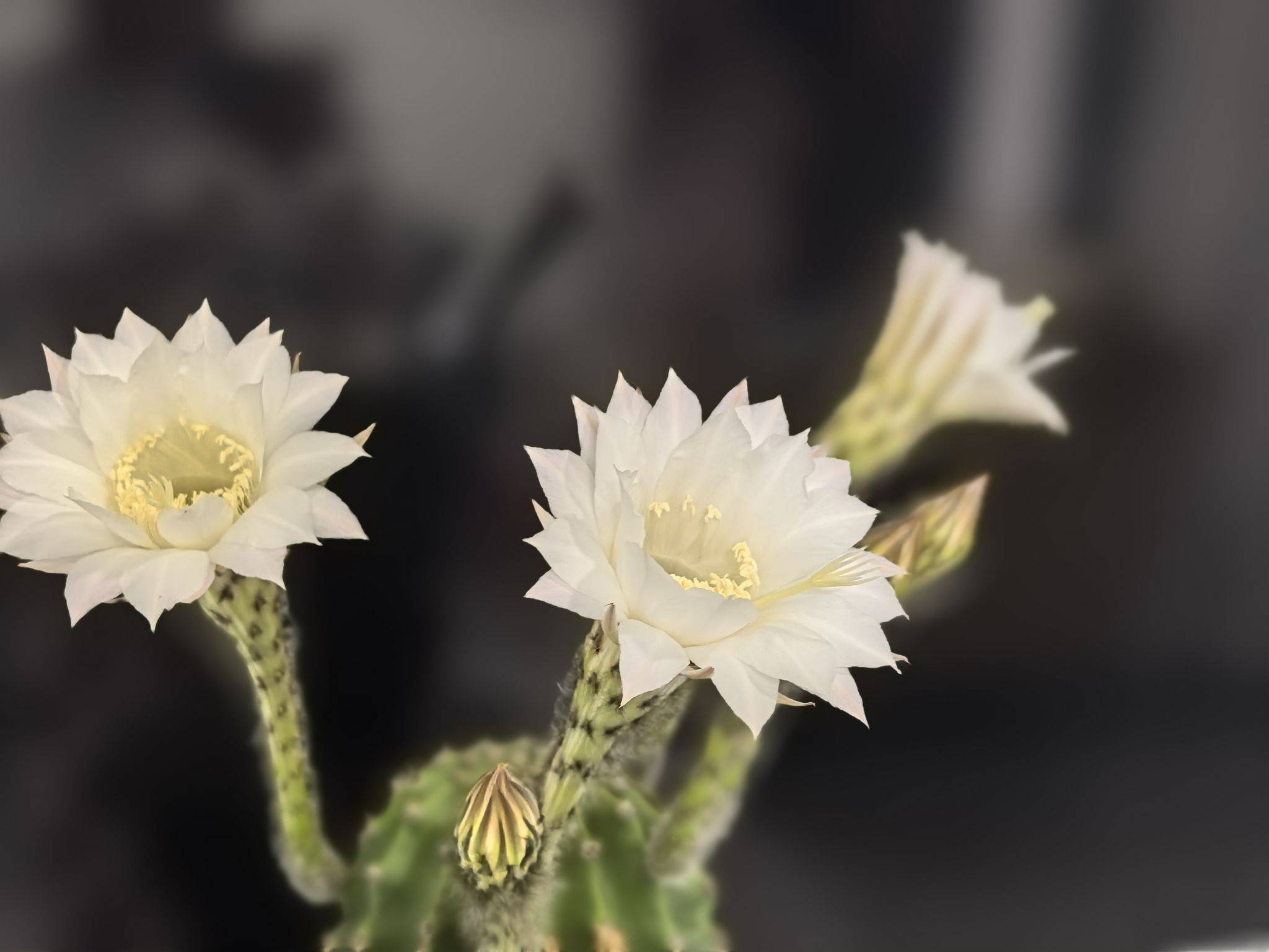 仙人球开花了，惊喜惊喜 记录吧就现在 _1