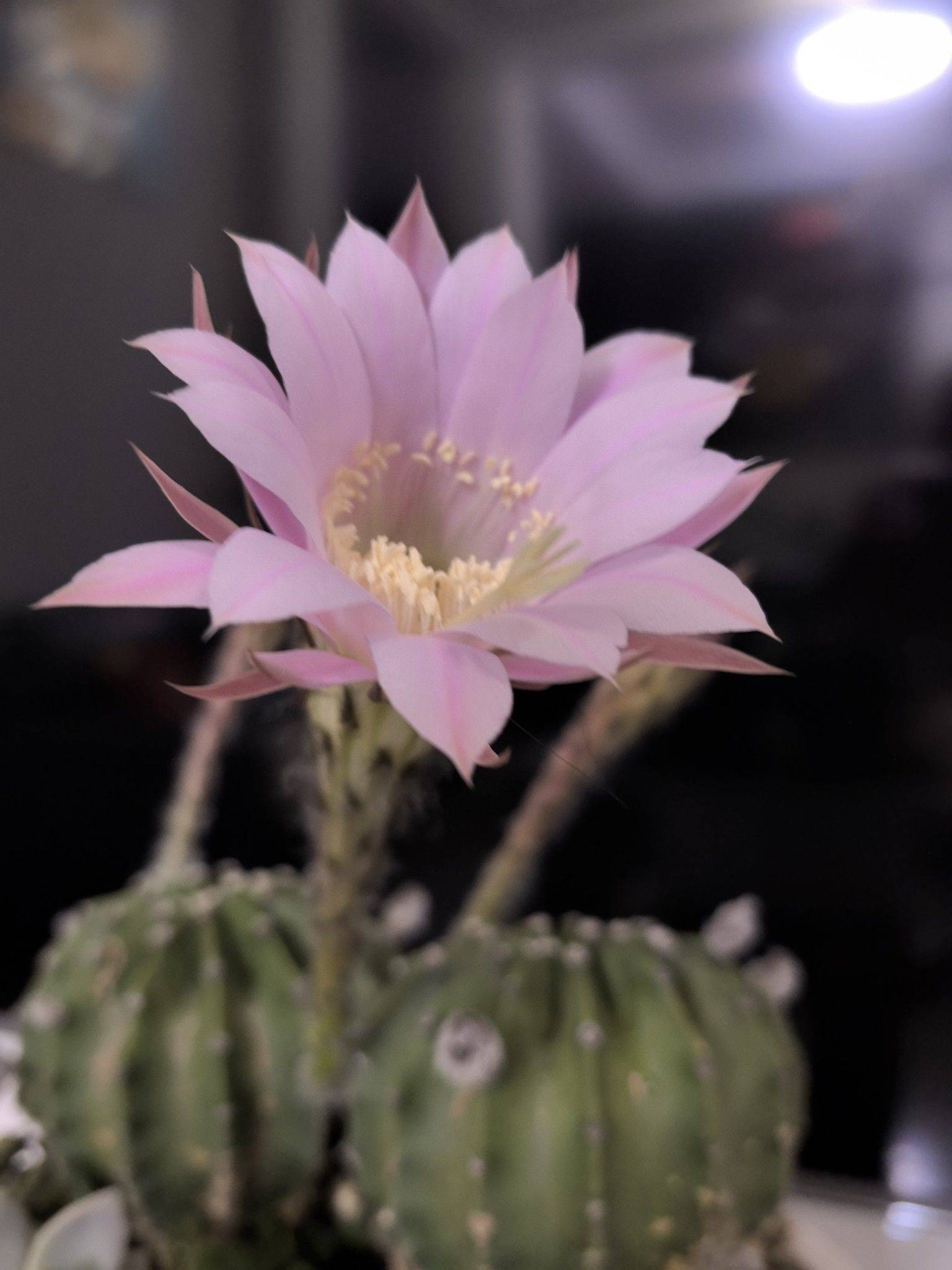 仙人球开花了，惊喜惊喜 记录吧就现在 