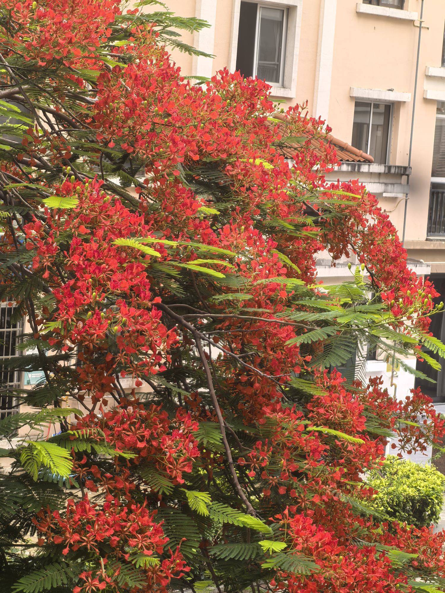 窗前开满鲜花_0