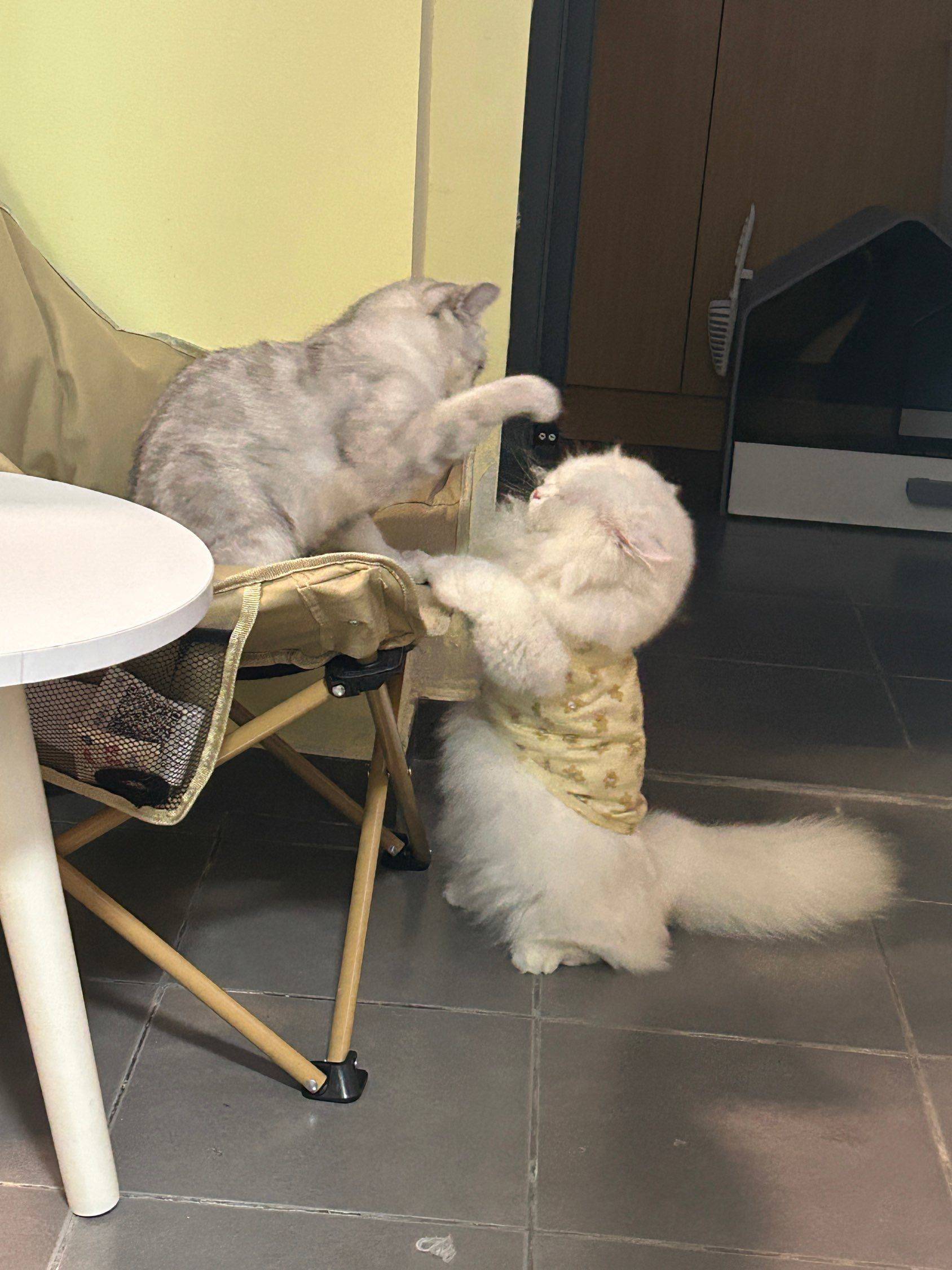 让你不听话 神仙房东看看我 _0