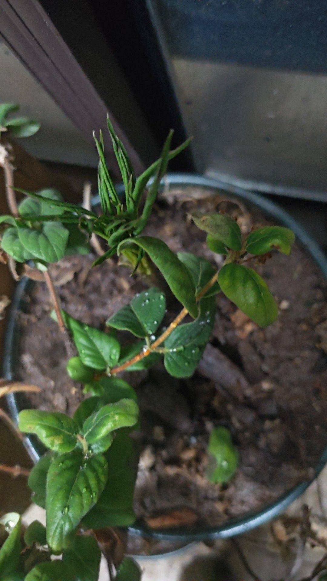 第四年又从土里冒出来了 植物染 