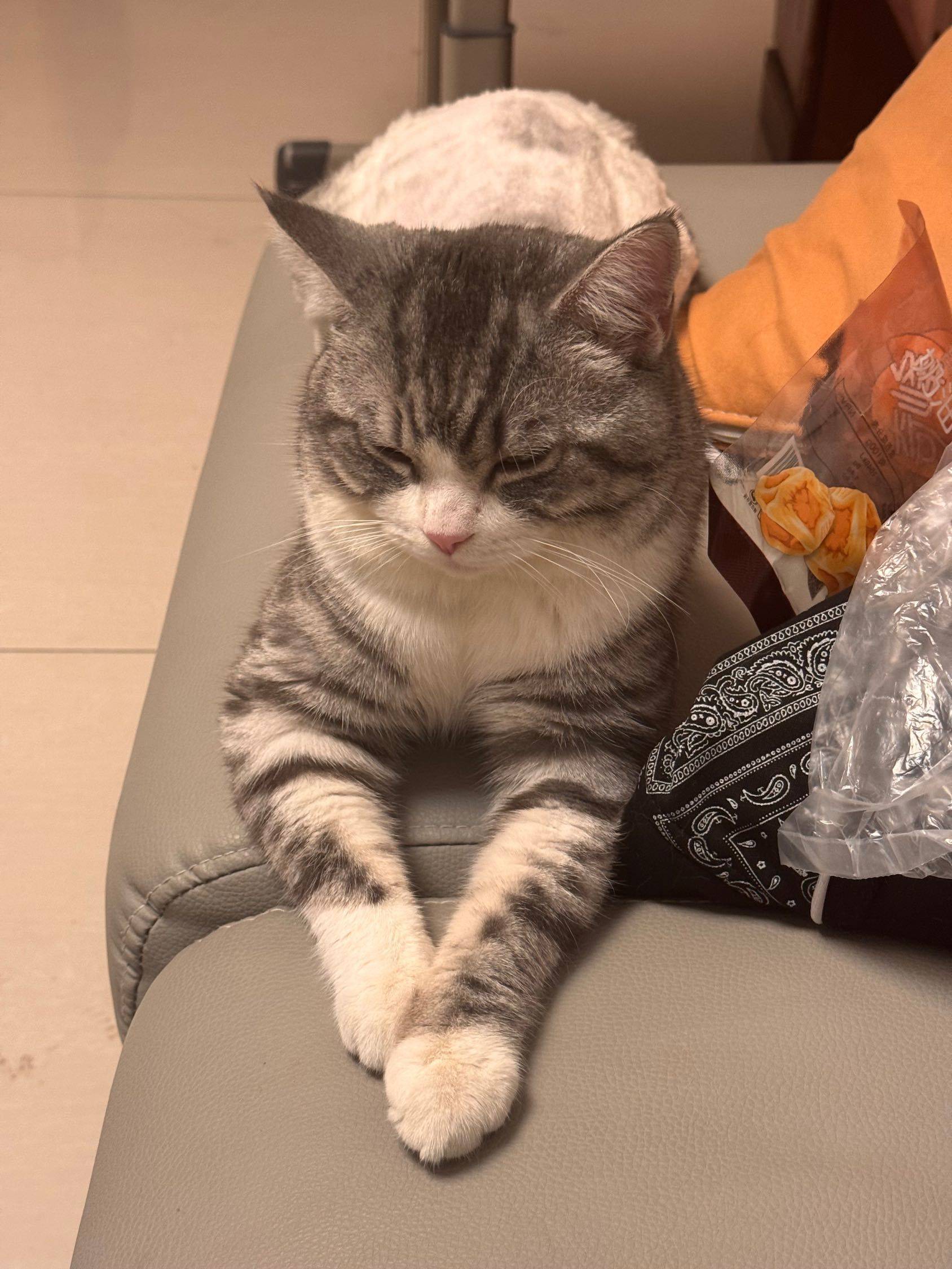 美短起司找主人
