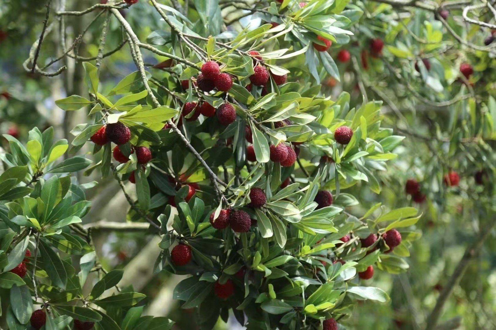 我的土著生活_2