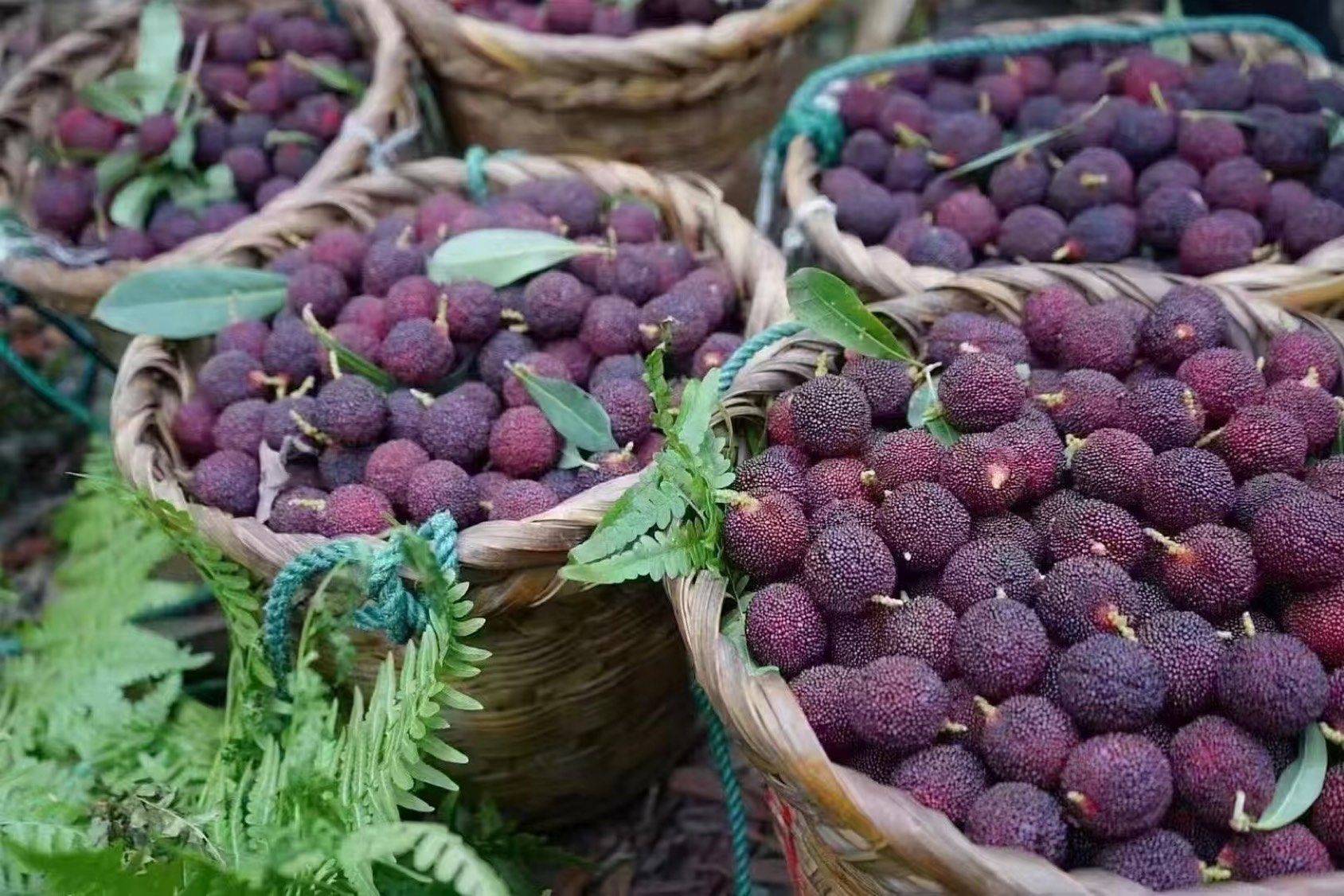 我的土著生活_1