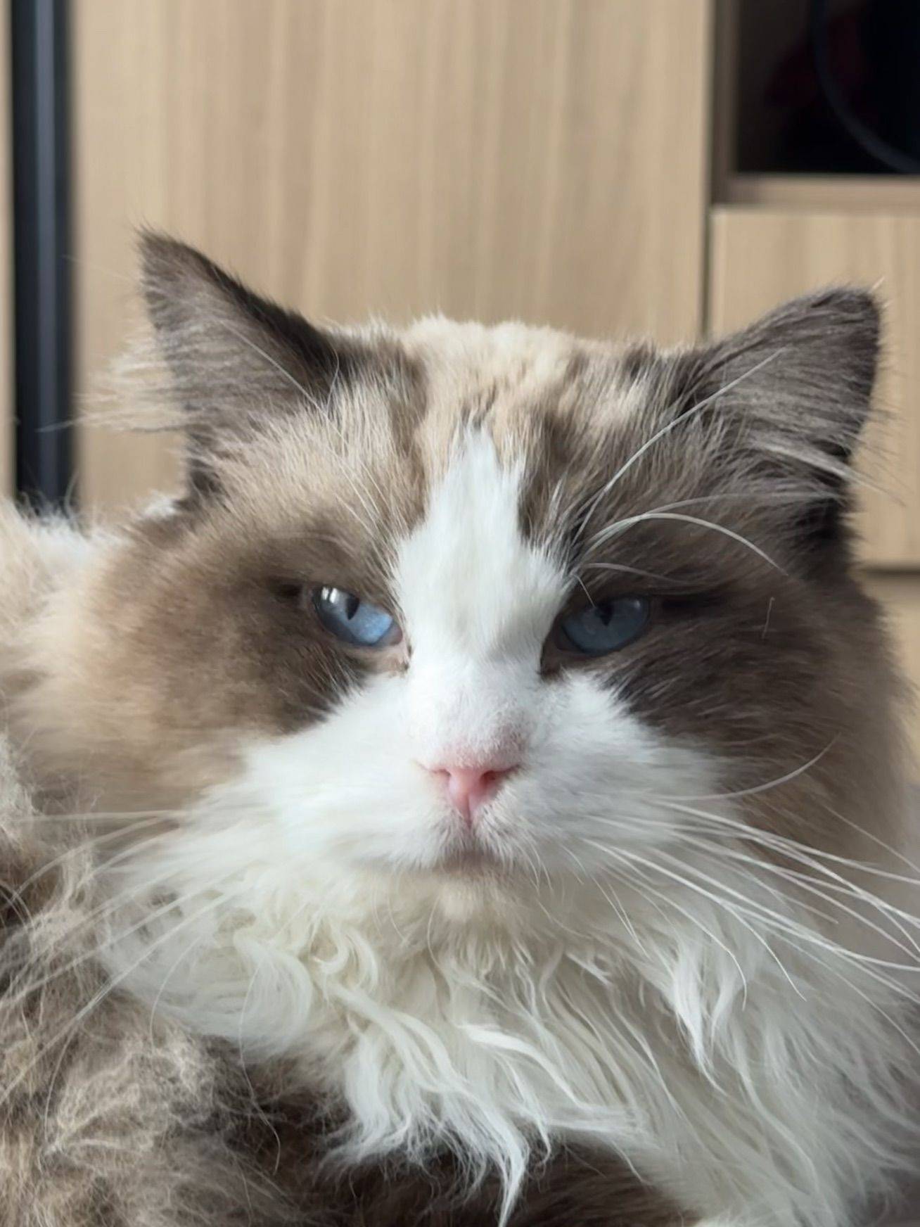 想和这位毛茸茸的小帅哥同居一周吗？😻_2