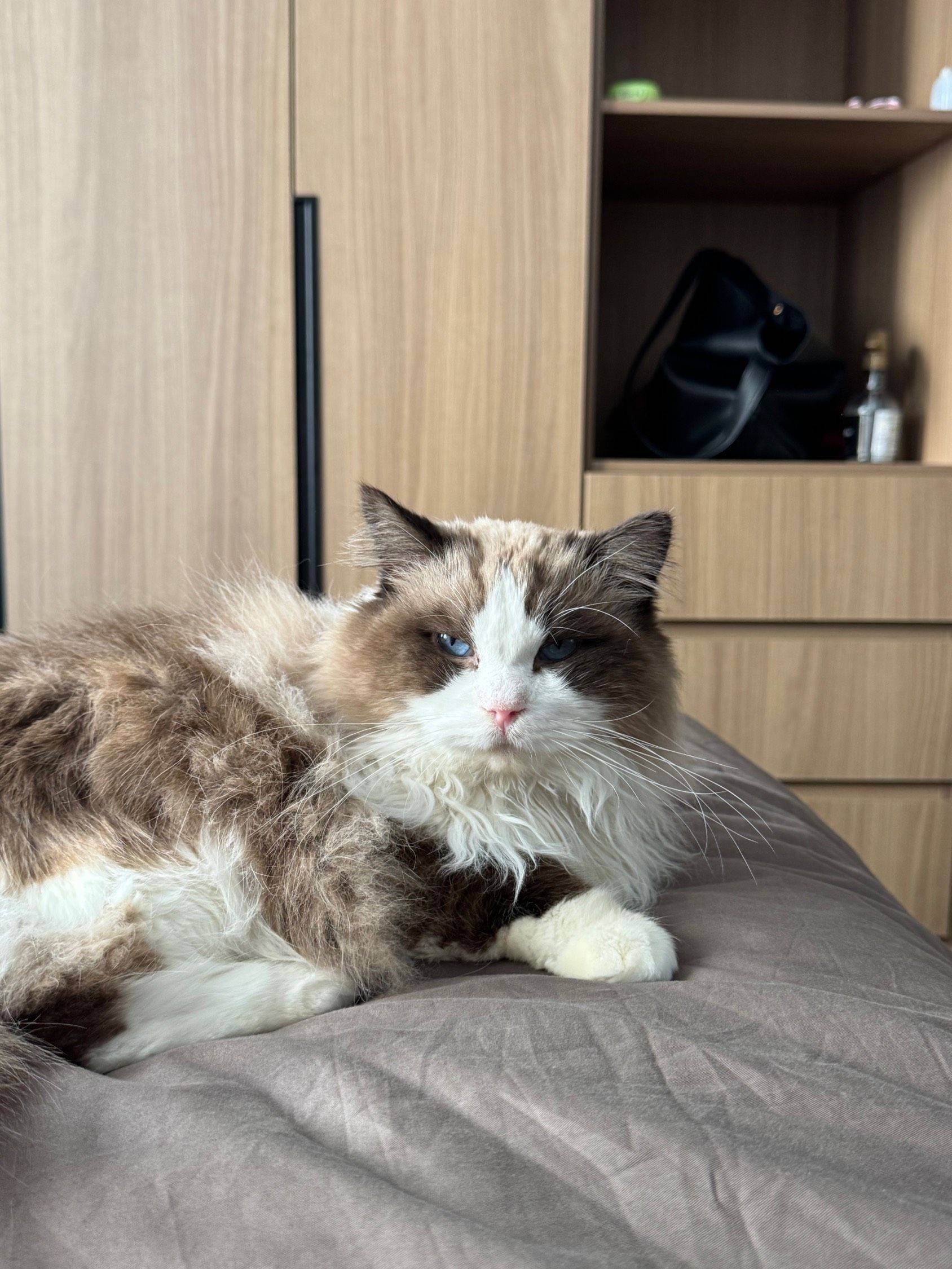 想和这位毛茸茸的小帅哥同居一周吗？😻_4