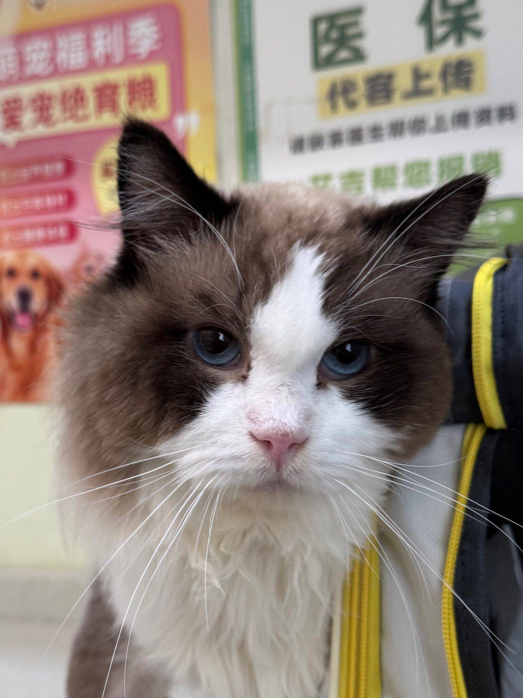 想和这位毛茸茸的小帅哥同居一周吗？😻_1