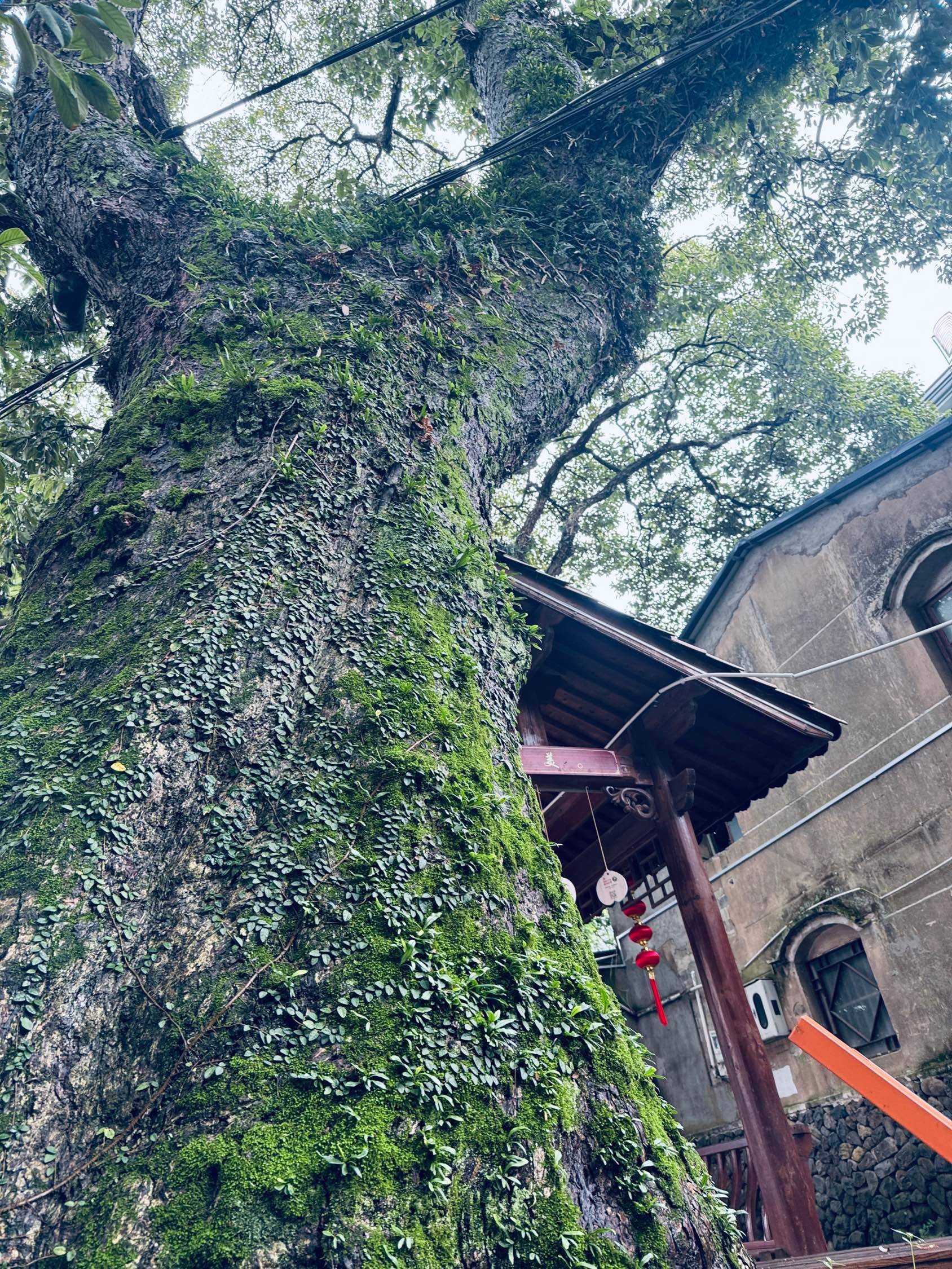 记录吧就现在 