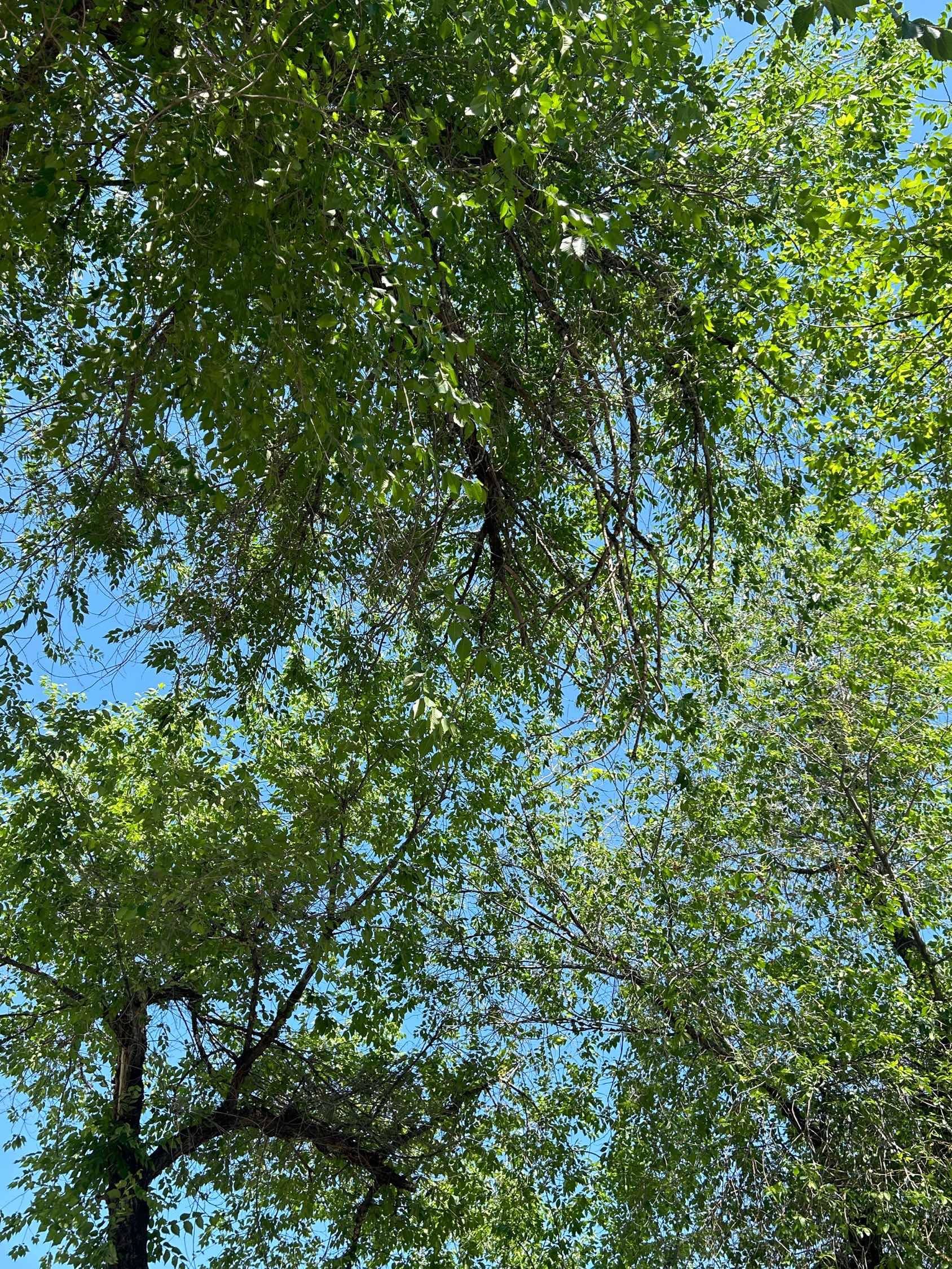 绿色 神仙房东看看我 _0