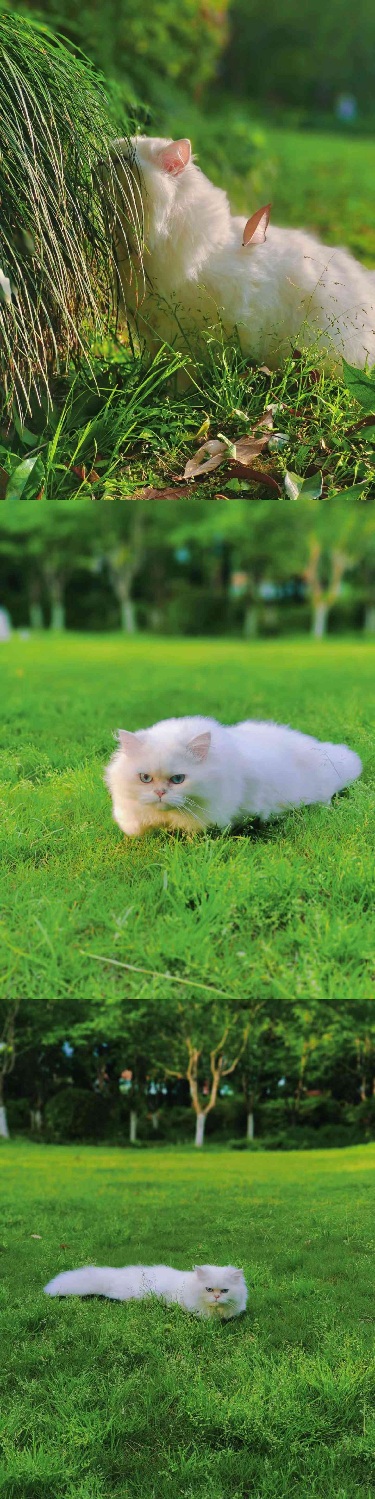 撸撸你的小猫 在线蹲室友 