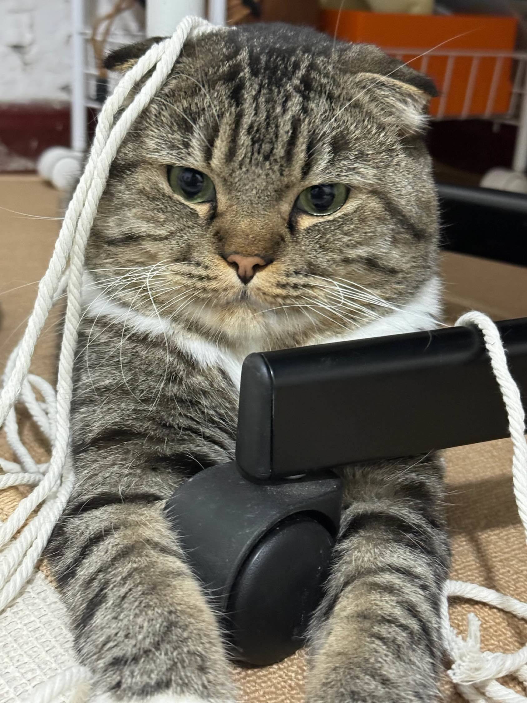 房子转租不出去就看看小猫吧～_4