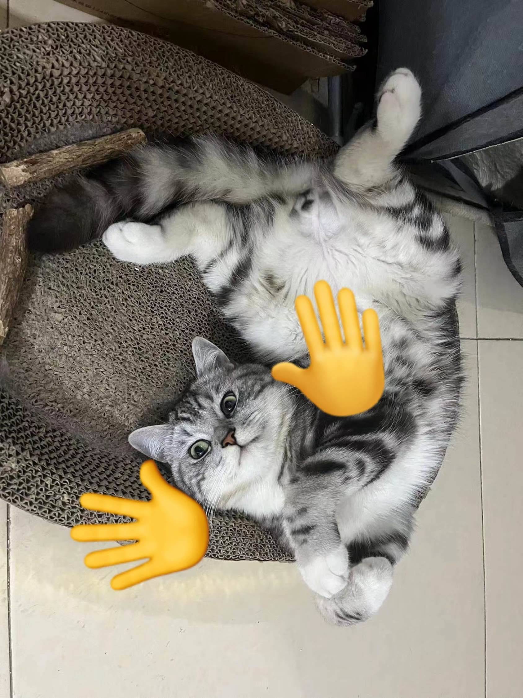 房子转租不出去就看看小猫吧～_3