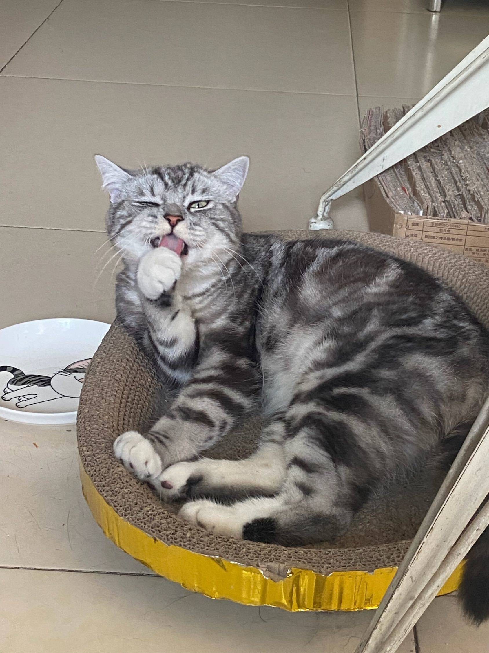 房子转租不出去就看看小猫吧～_2