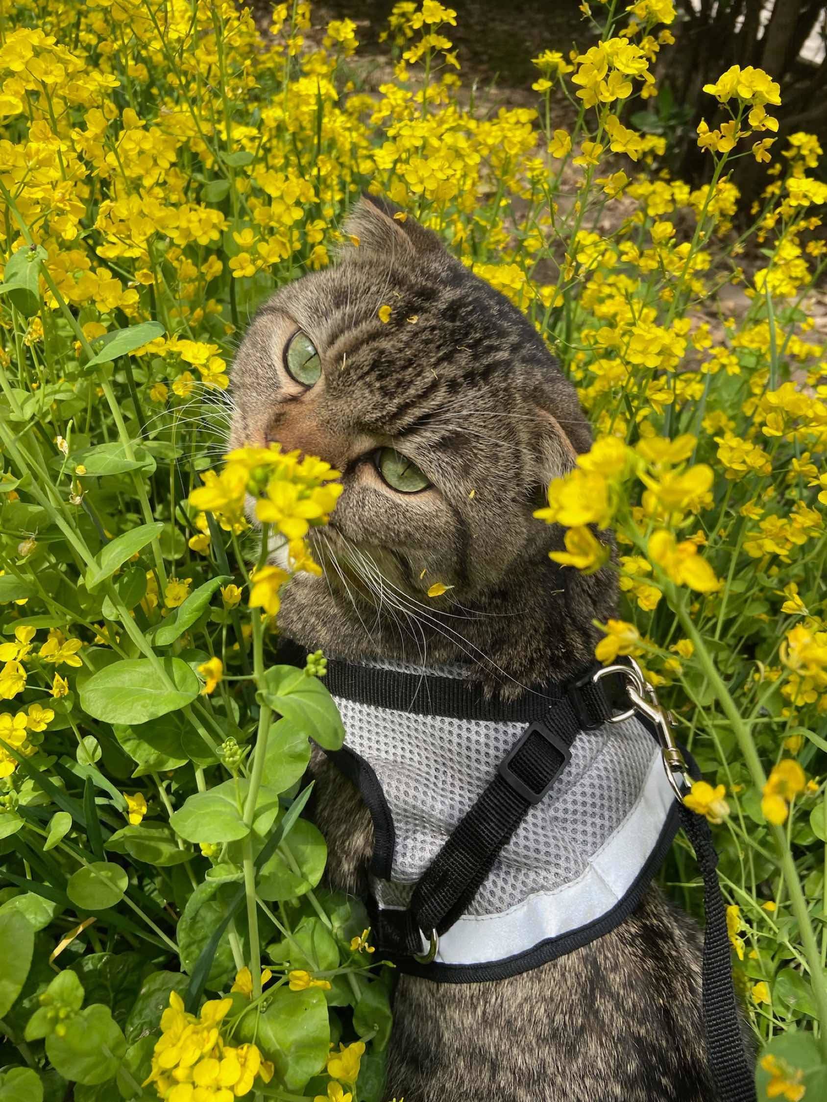 房子转租不出去就看看小猫吧～_0