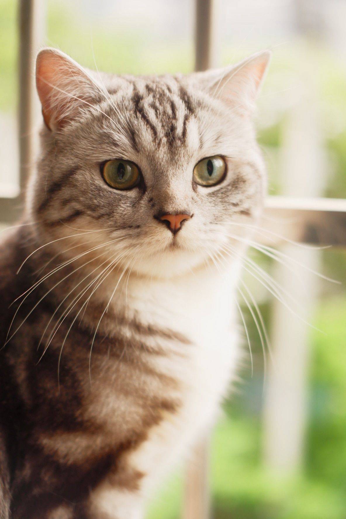 房子转租不出去就看看小猫吧～_1