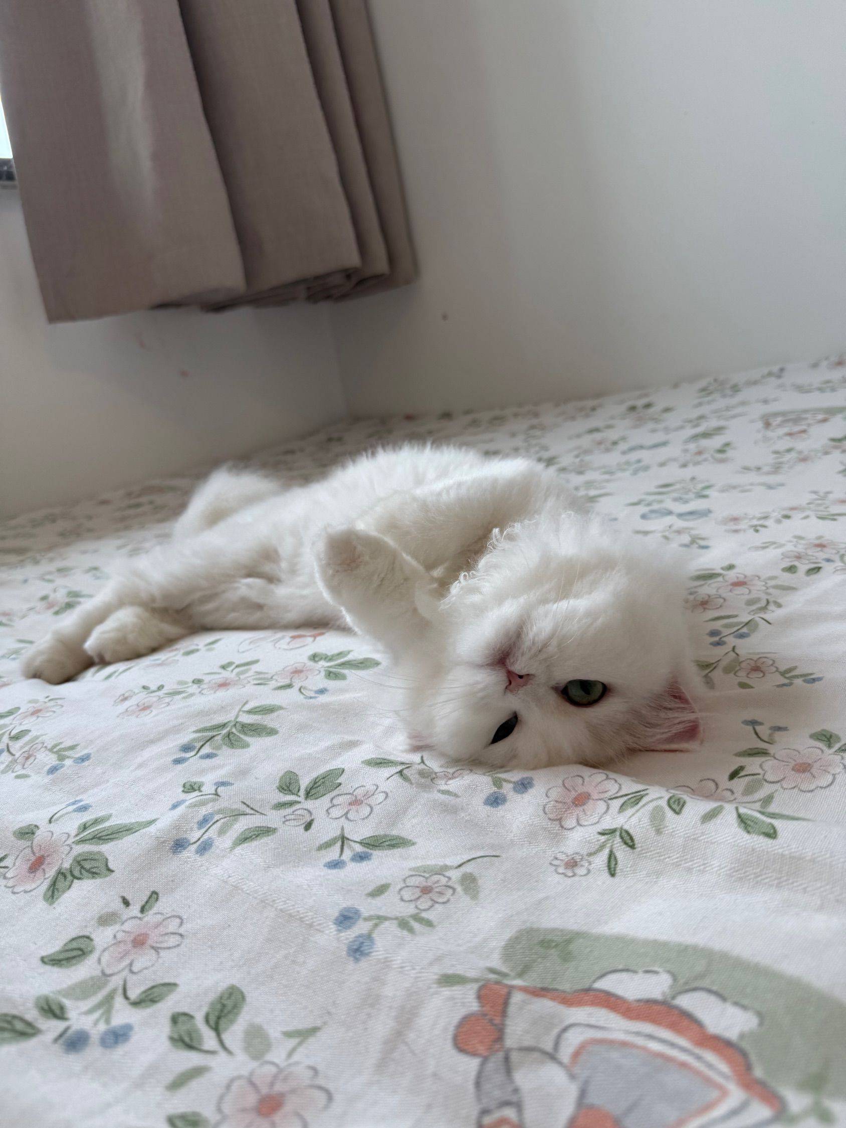 谁能拒绝一只软软的哈吉米呢？