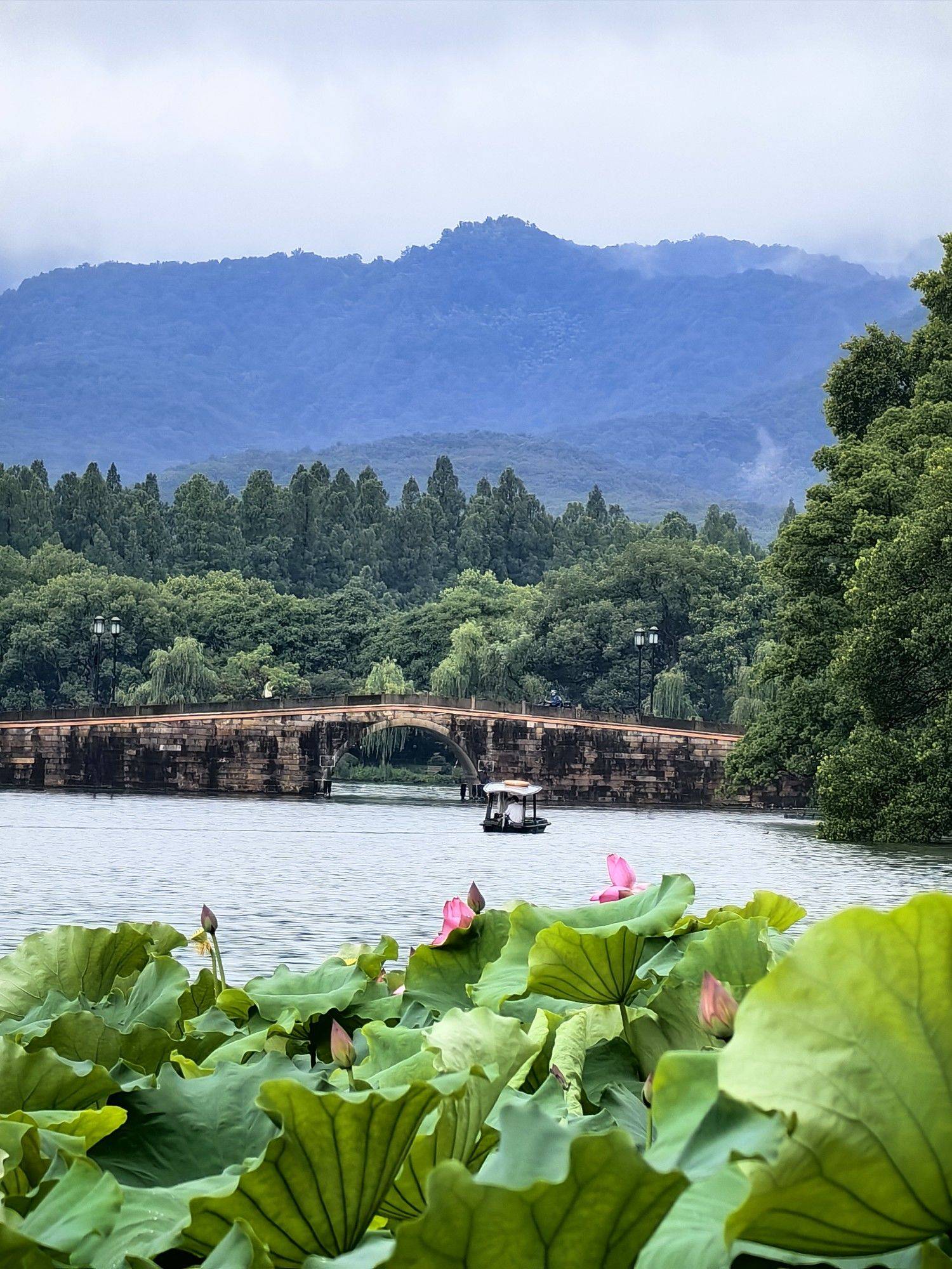 雨后的夏天，西湖红绿清新_0