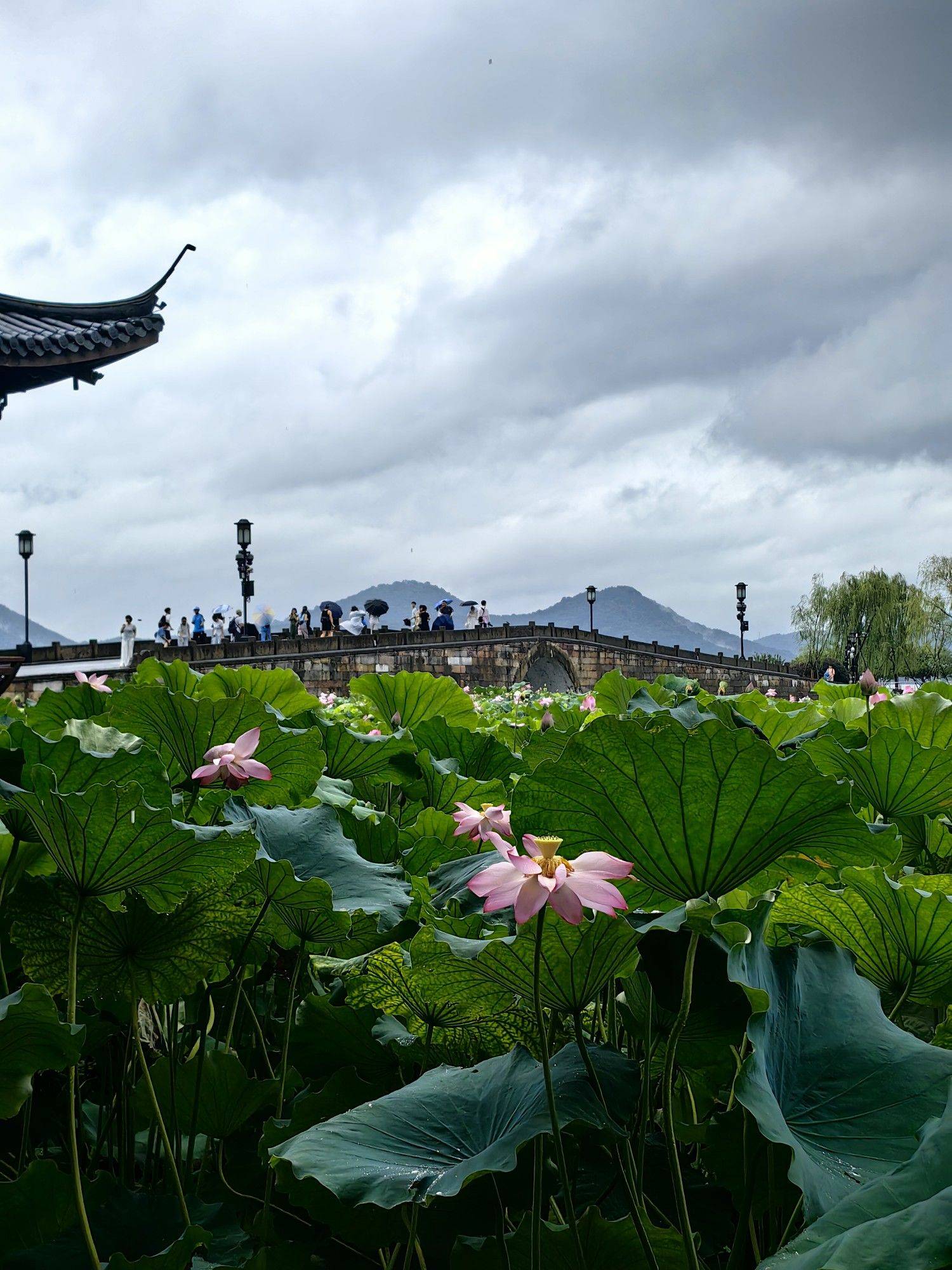 雨后的夏天，西湖红绿清新_1