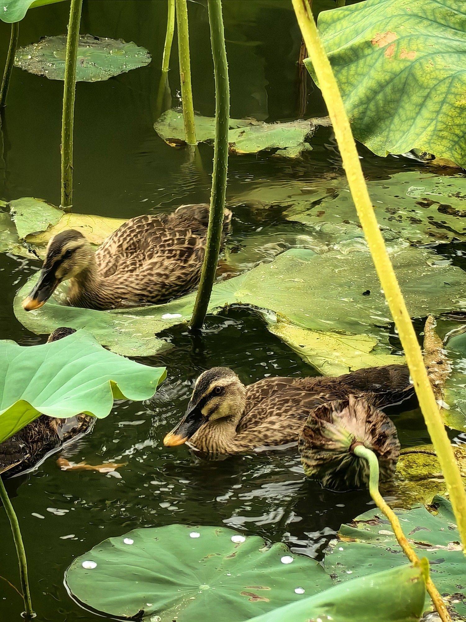 雨后的夏天，西湖红绿清新_4