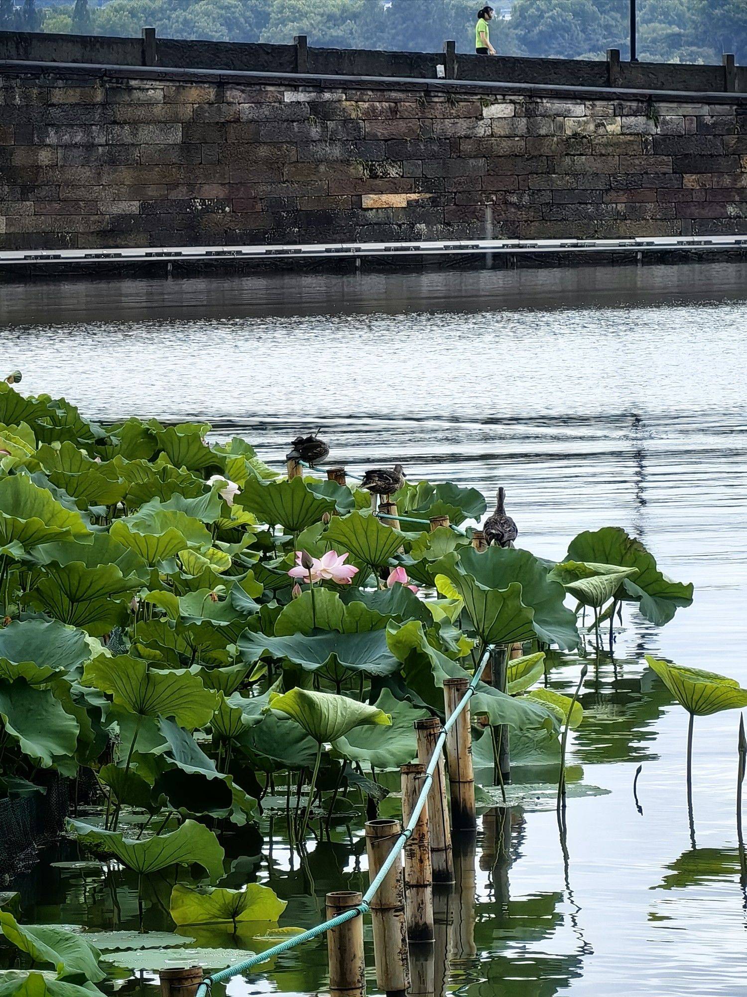 雨后的夏天，西湖红绿清新_3