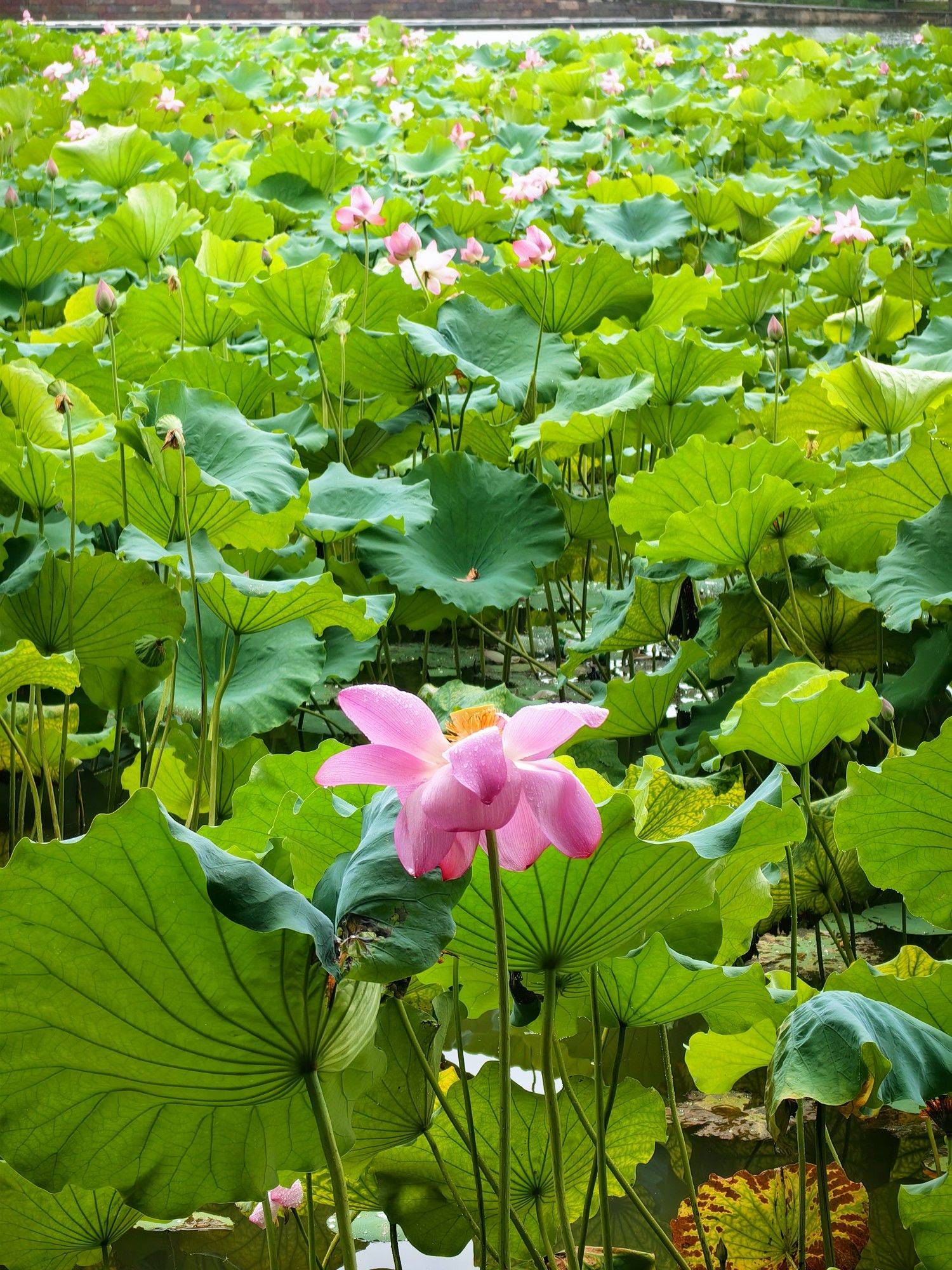 雨后的夏天，西湖红绿清新_2
