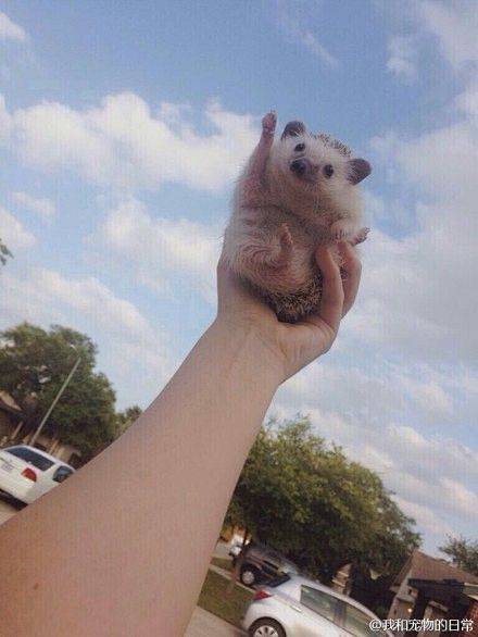 请赐予我2位可爱的室友吧！