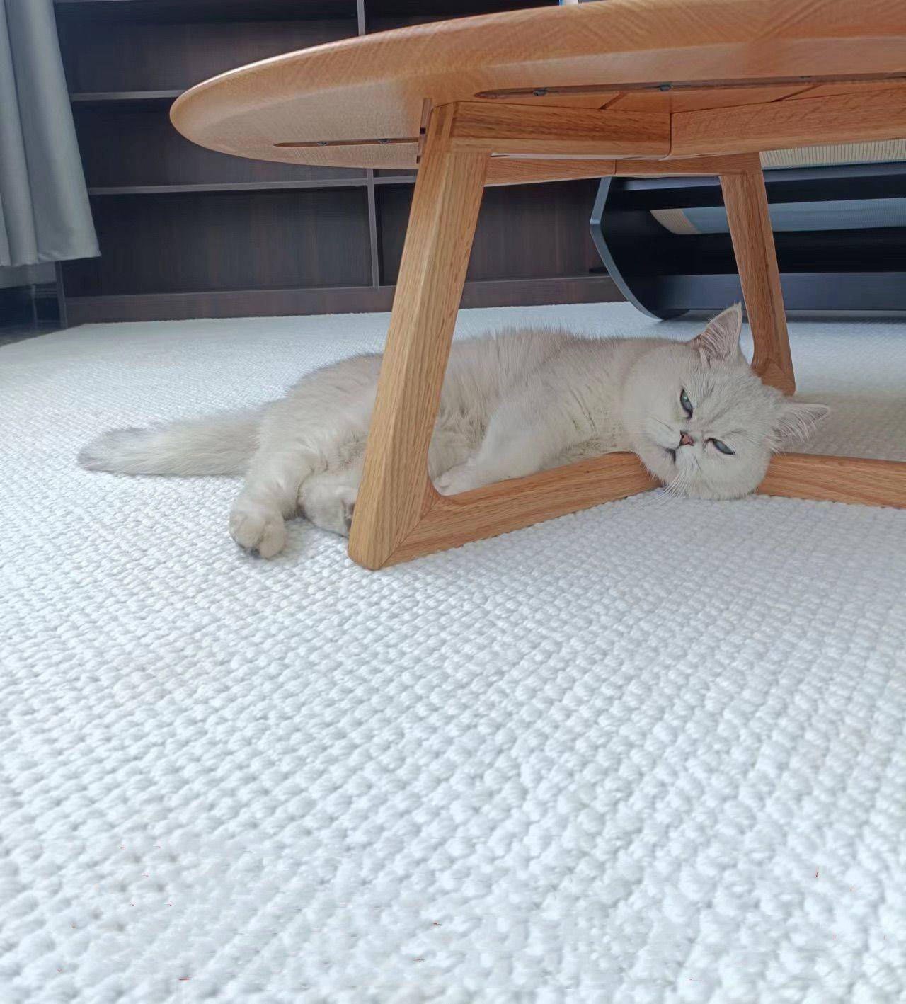 猫狗双全云南躺平的房东来了～_1