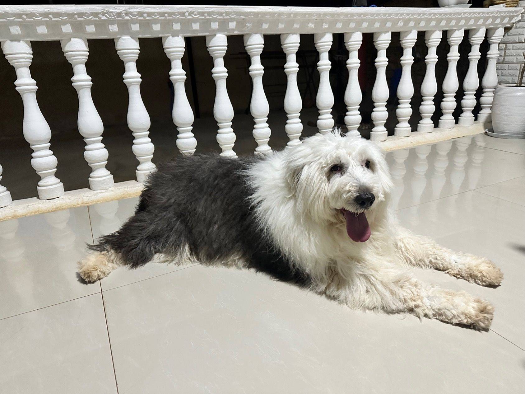 猫狗双全云南躺平的房东来了～_0