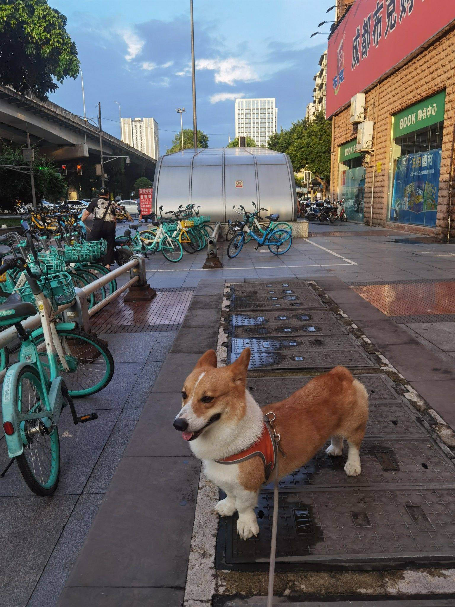 可爱的肉肉来接主人回家_1