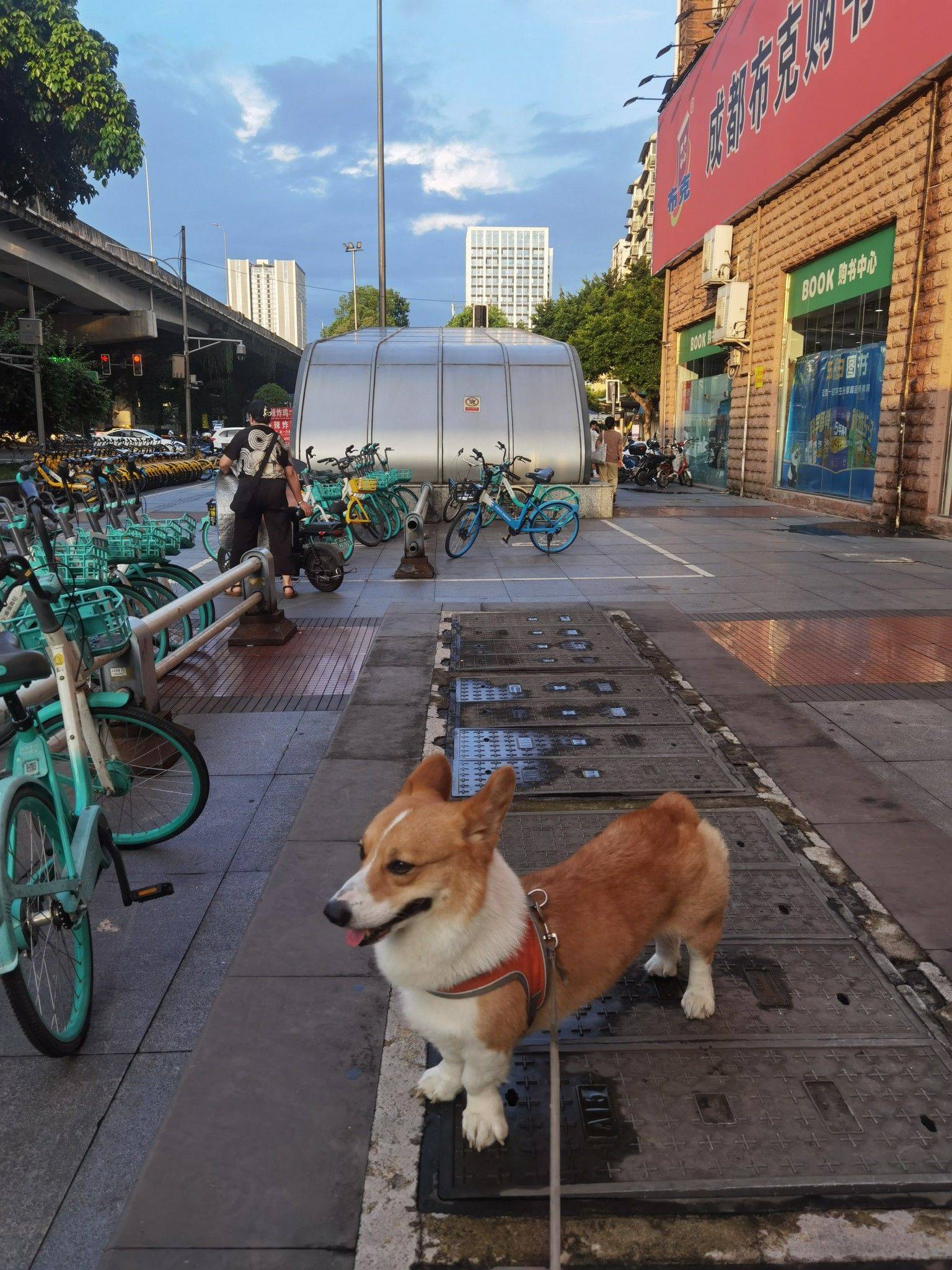 可爱的肉肉来接主人回家_2