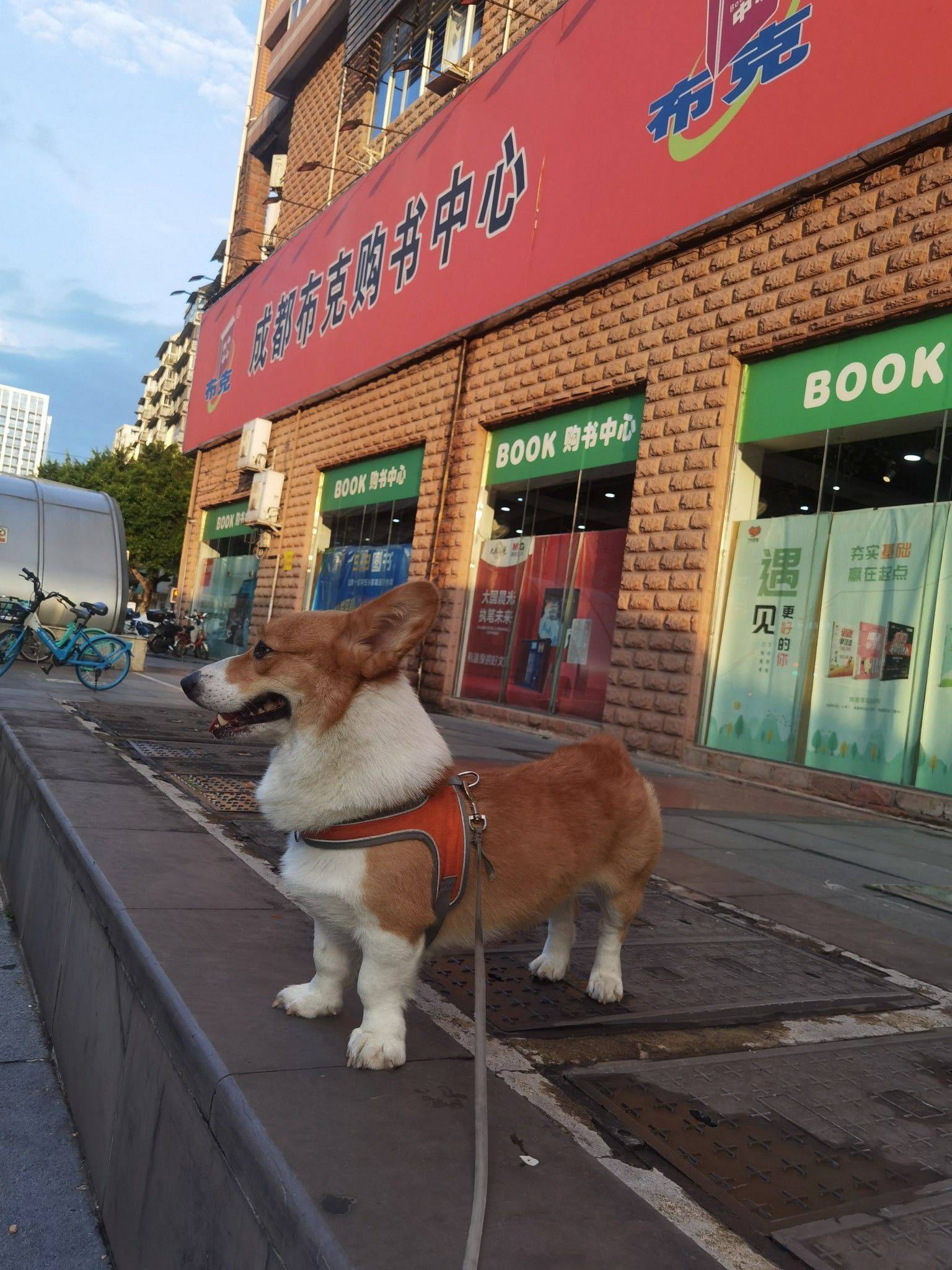 可爱的肉肉来接主人回家