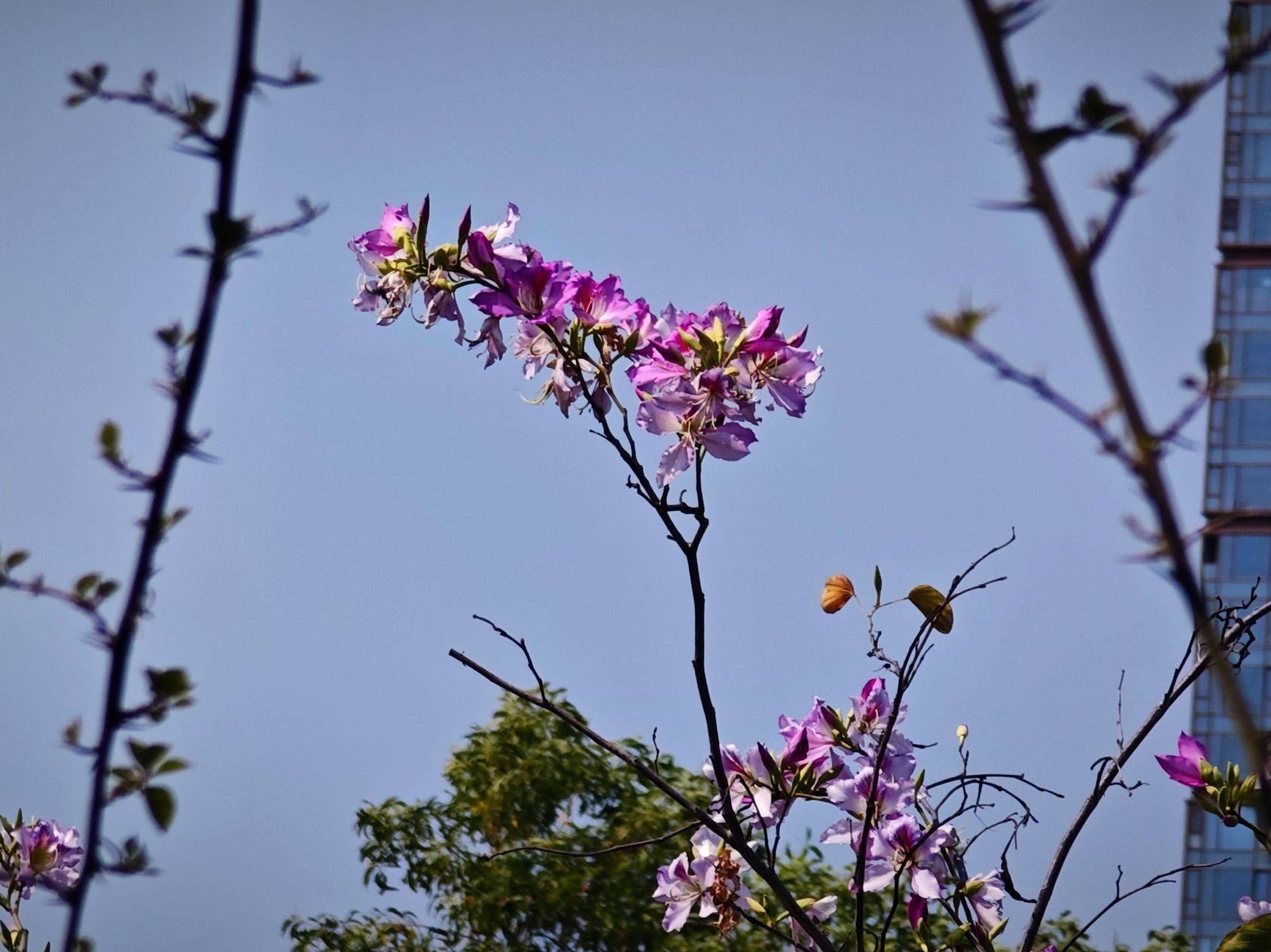 找搭子 深圳的花季是什么时候哇🤔