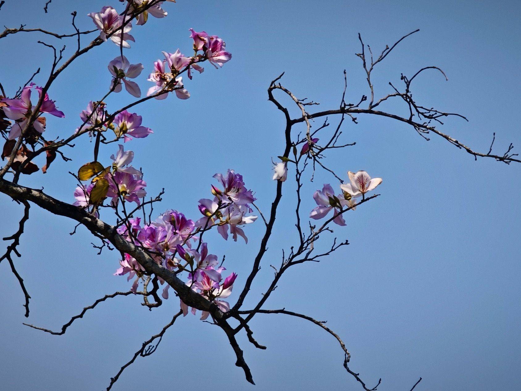 找搭子 深圳的花季是什么时候哇🤔_4