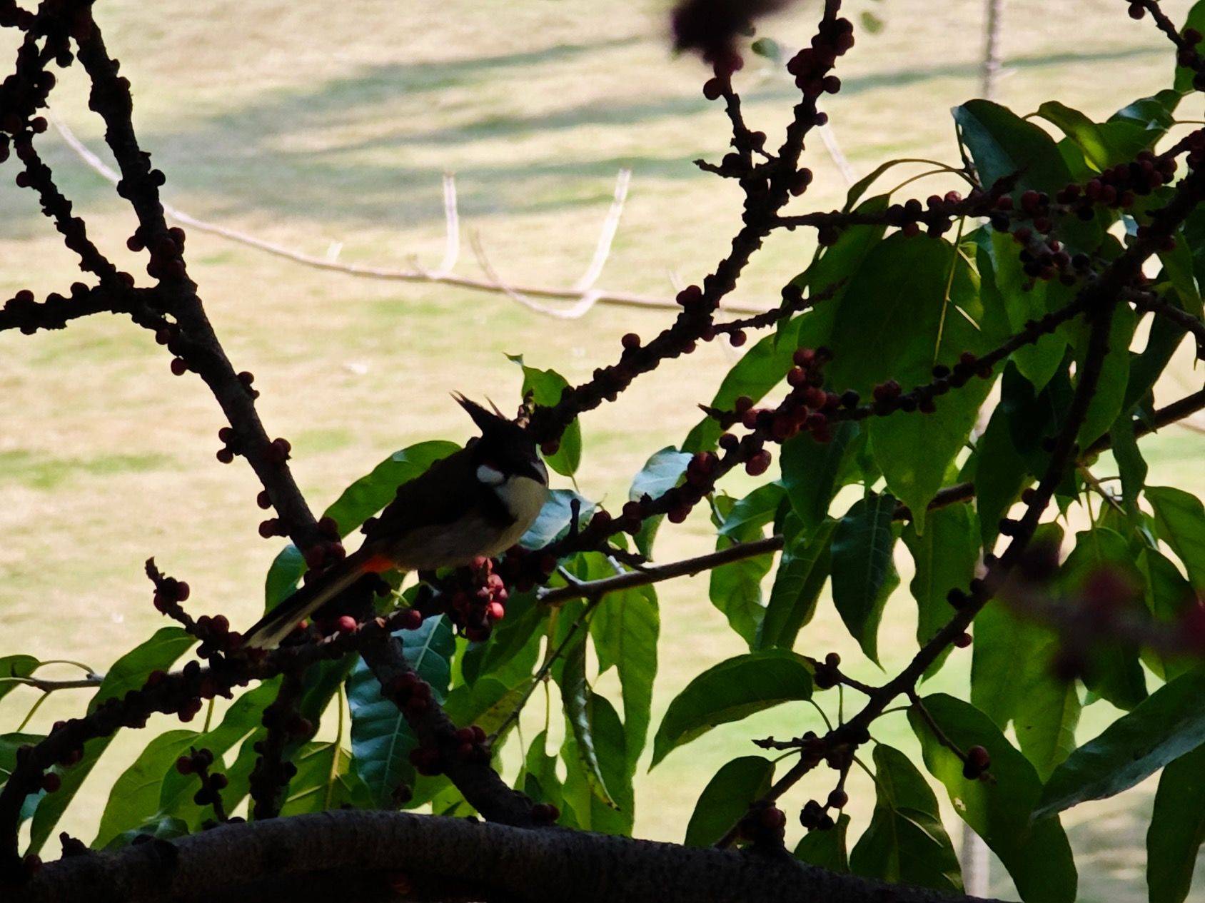 找搭子 深圳的花季是什么时候哇🤔_3