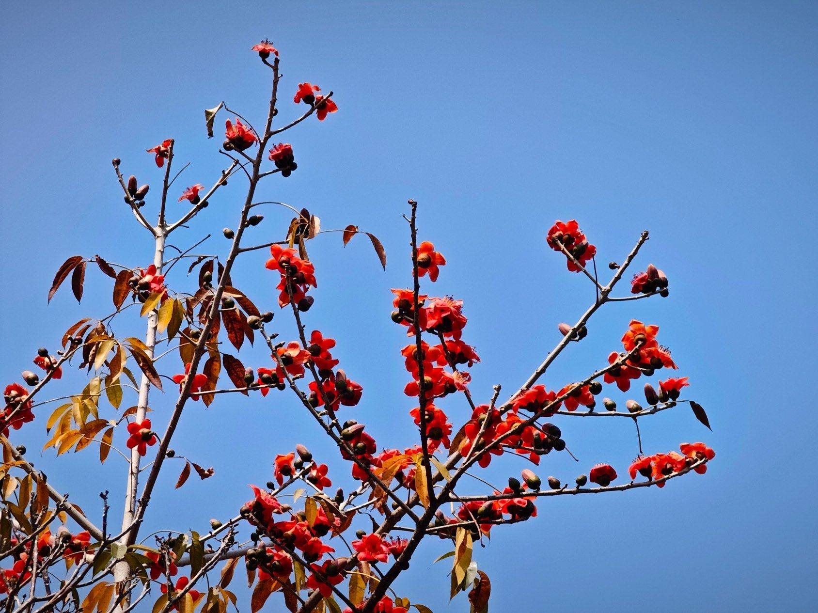 找搭子 深圳的花季是什么时候哇🤔_2