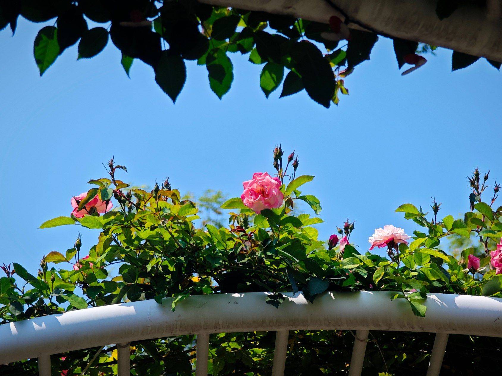 找搭子 深圳的花季是什么时候哇🤔_1