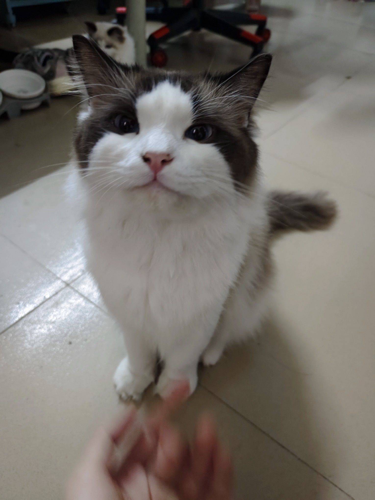 东莞凤岗找合租室友一位