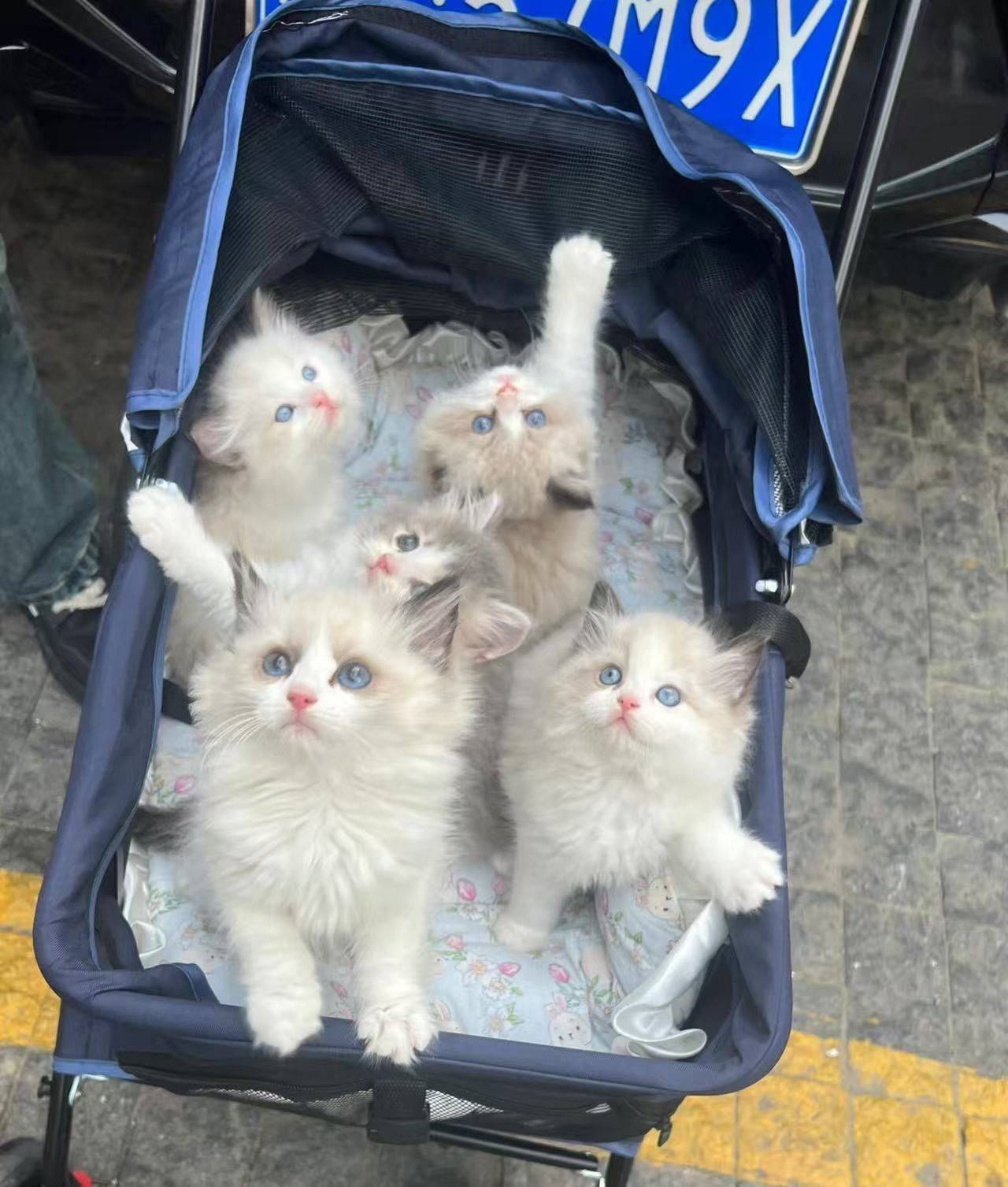 自家布偶小奶猫找新家啦！五只小可爱都是蓝_1
