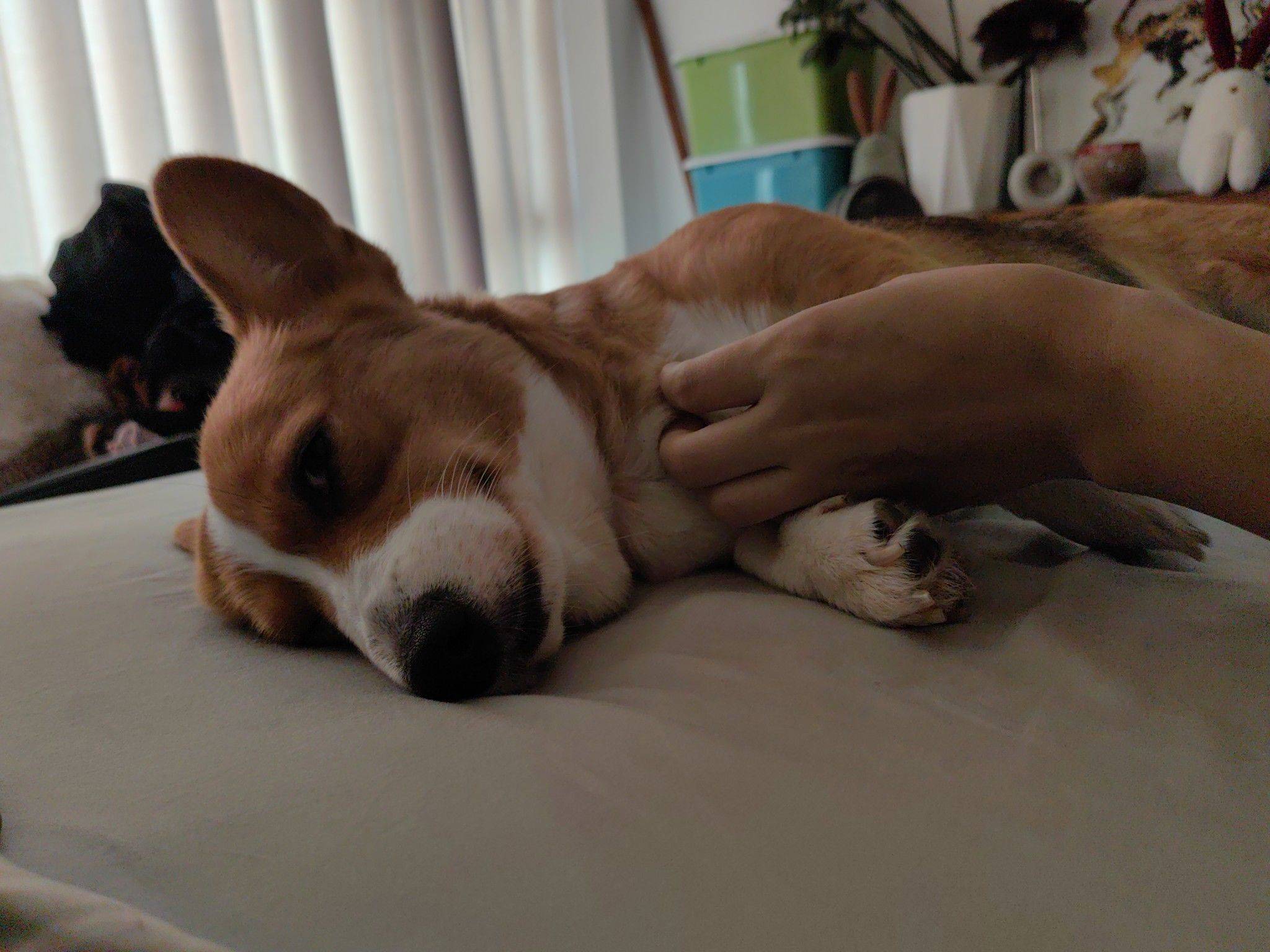  宠物 懒狗可可爱爱_0