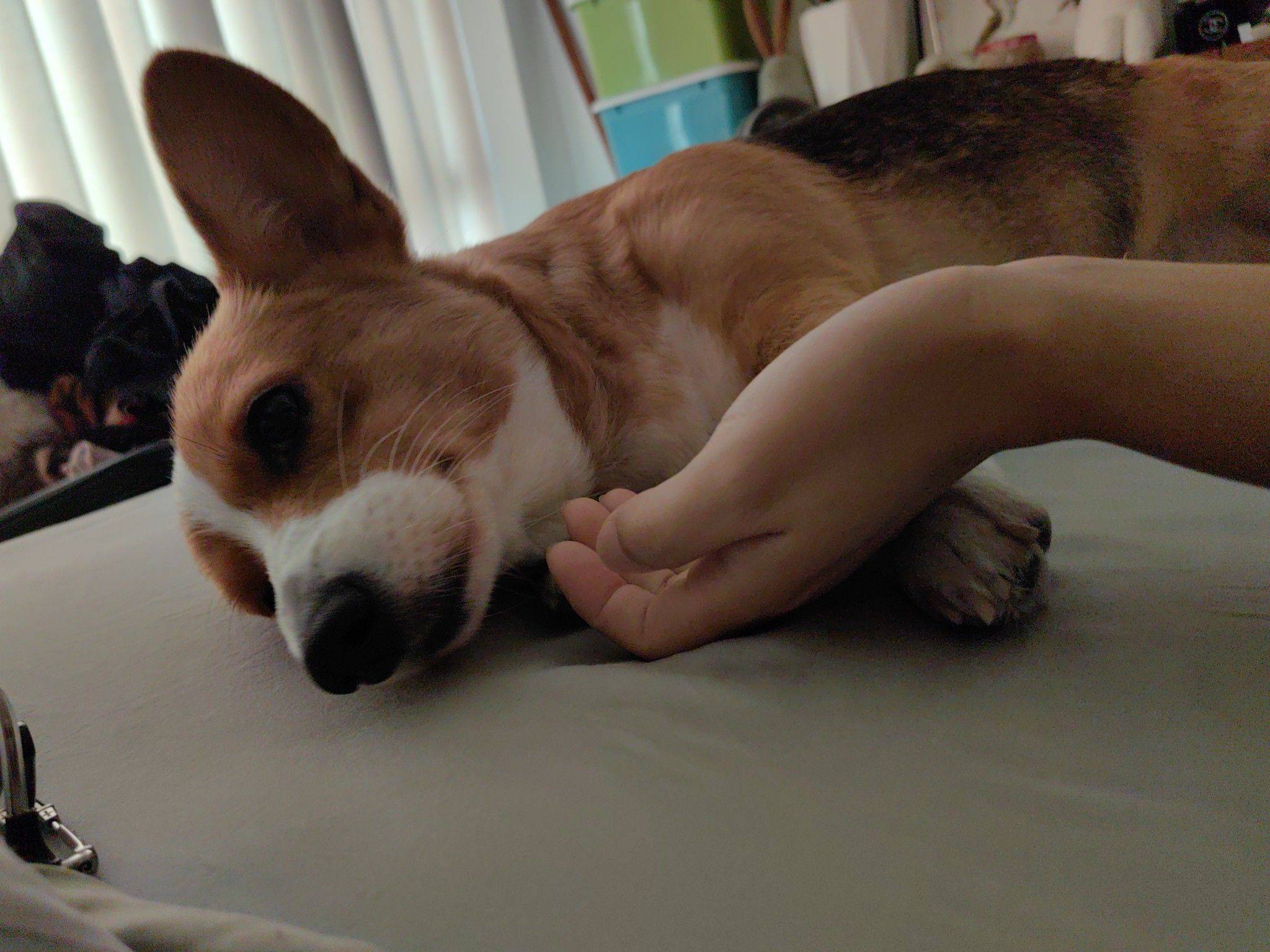  宠物 懒狗可可爱爱_1