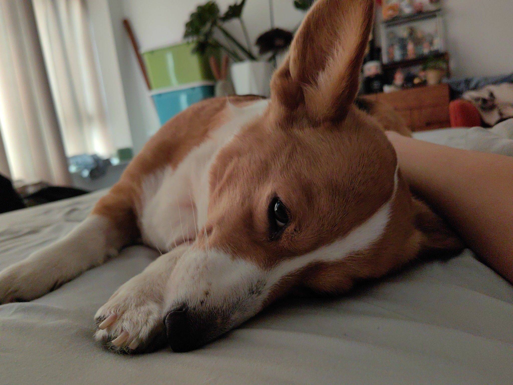  宠物 懒狗可可爱爱_2