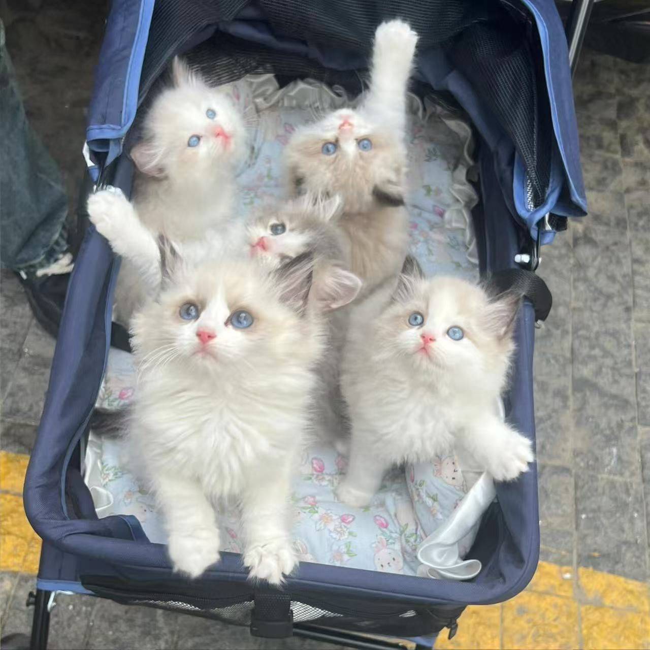自家布偶小奶猫找新家啦！五只小可爱都是蓝_0