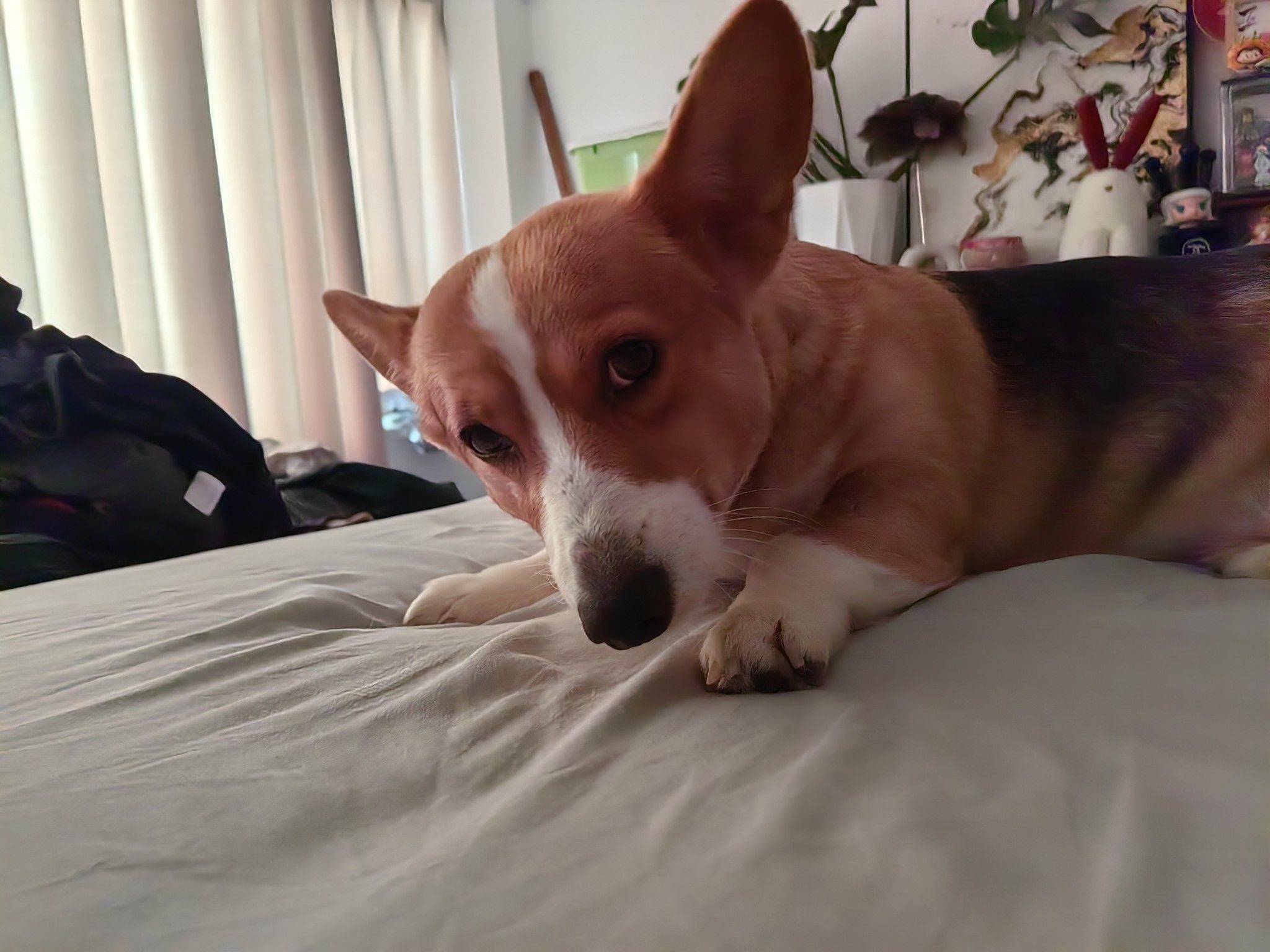  宠物 懒狗可可爱爱_3