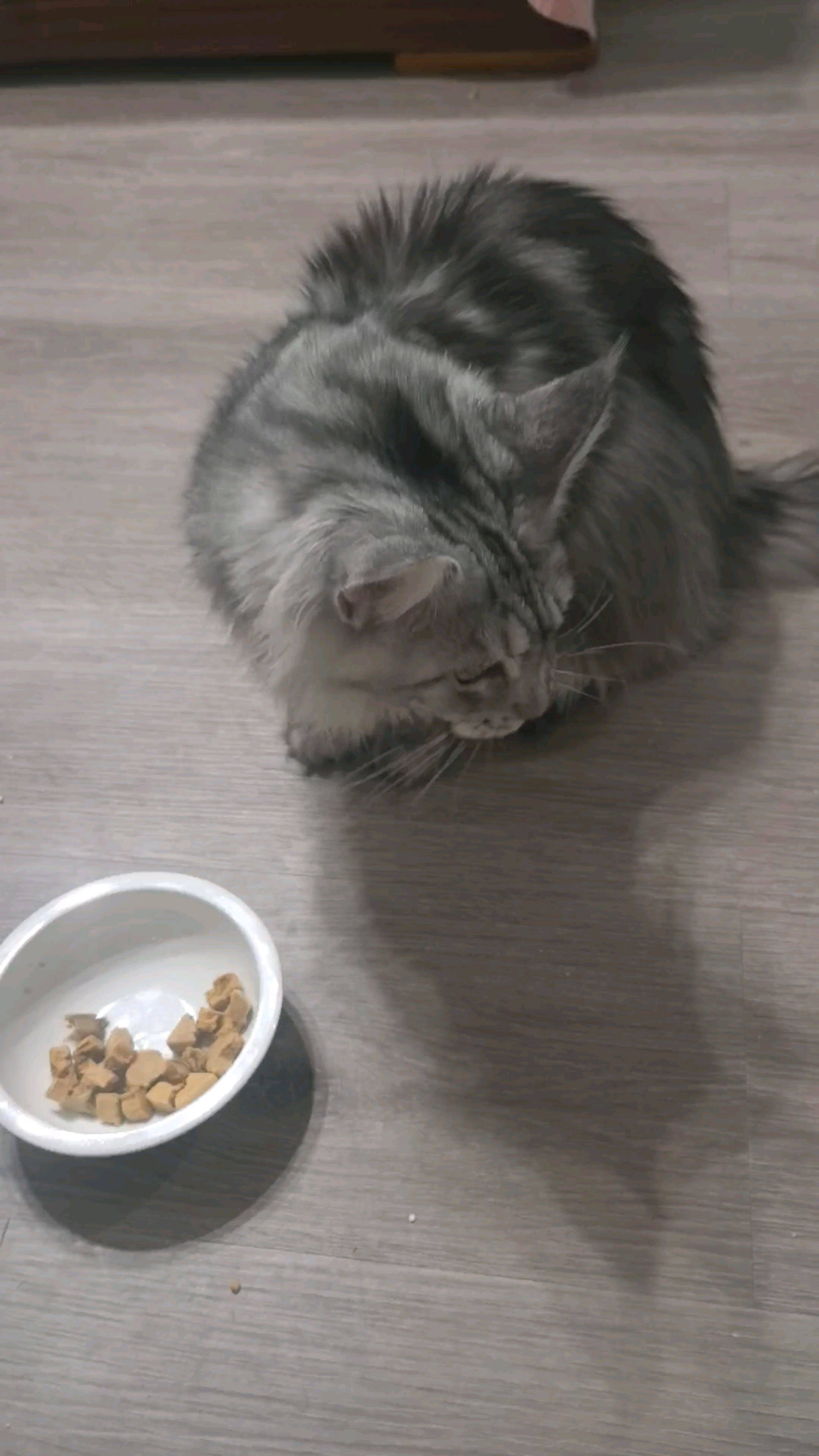 这个毛孩子喜欢吗？